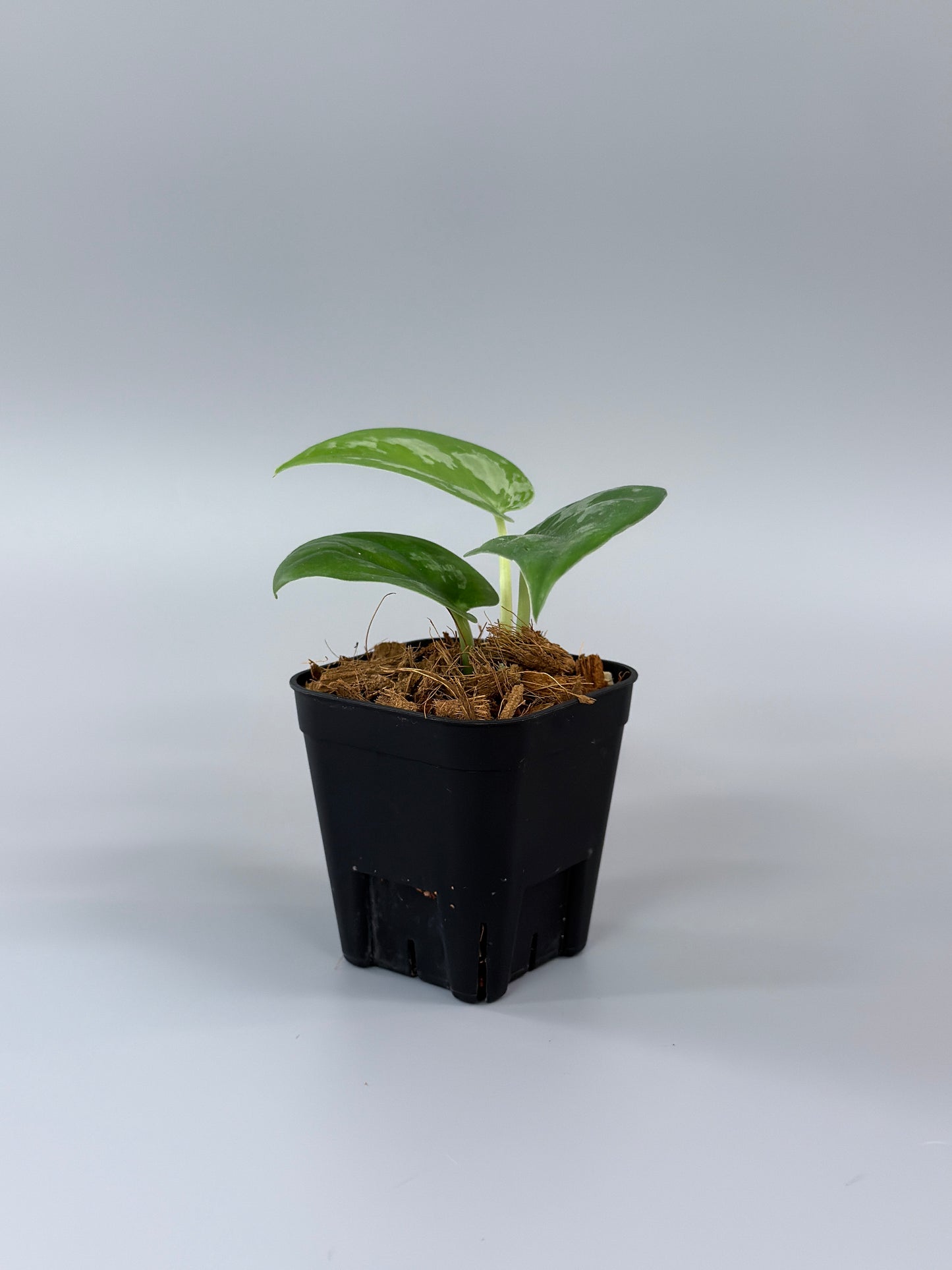 スキンダプサス エキゾチカ グローシ sp.サラワク / Scindapsus exotica glosy sp.serawak (3)