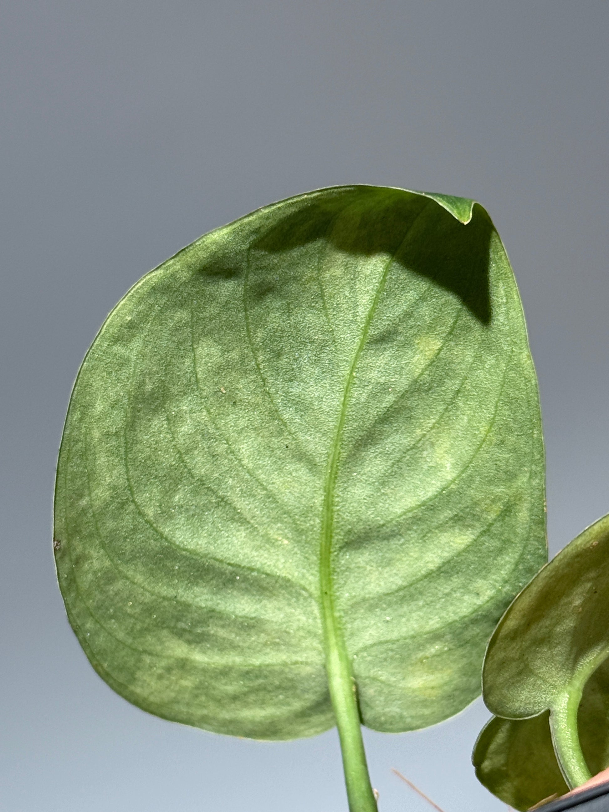 スキンダプサス グリーン ドラゴン / Scindapsus Green dorgon (1)