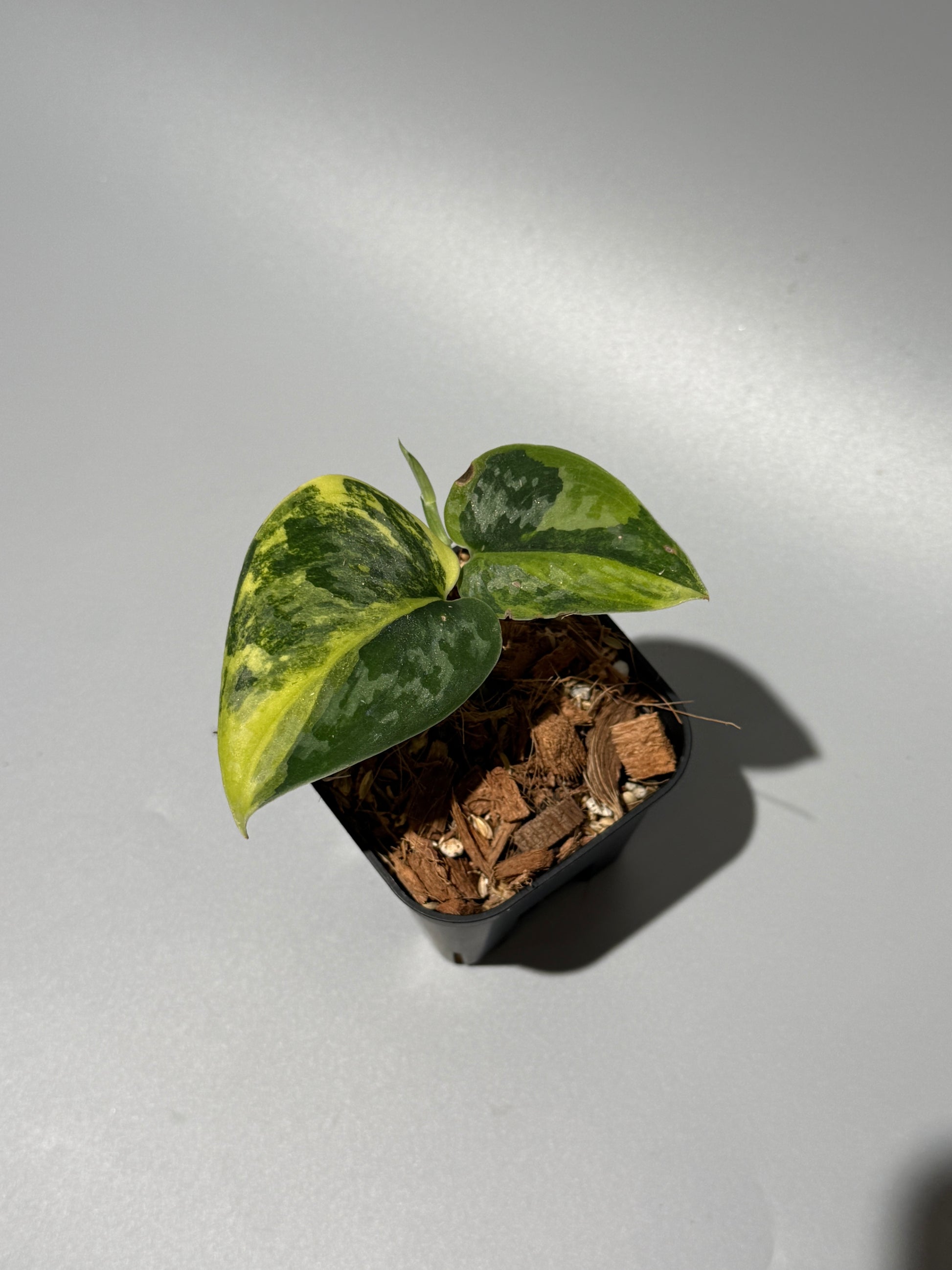 スキンダプサス グリーン ダイヤモンド / Scindapsus Green diamond (2)