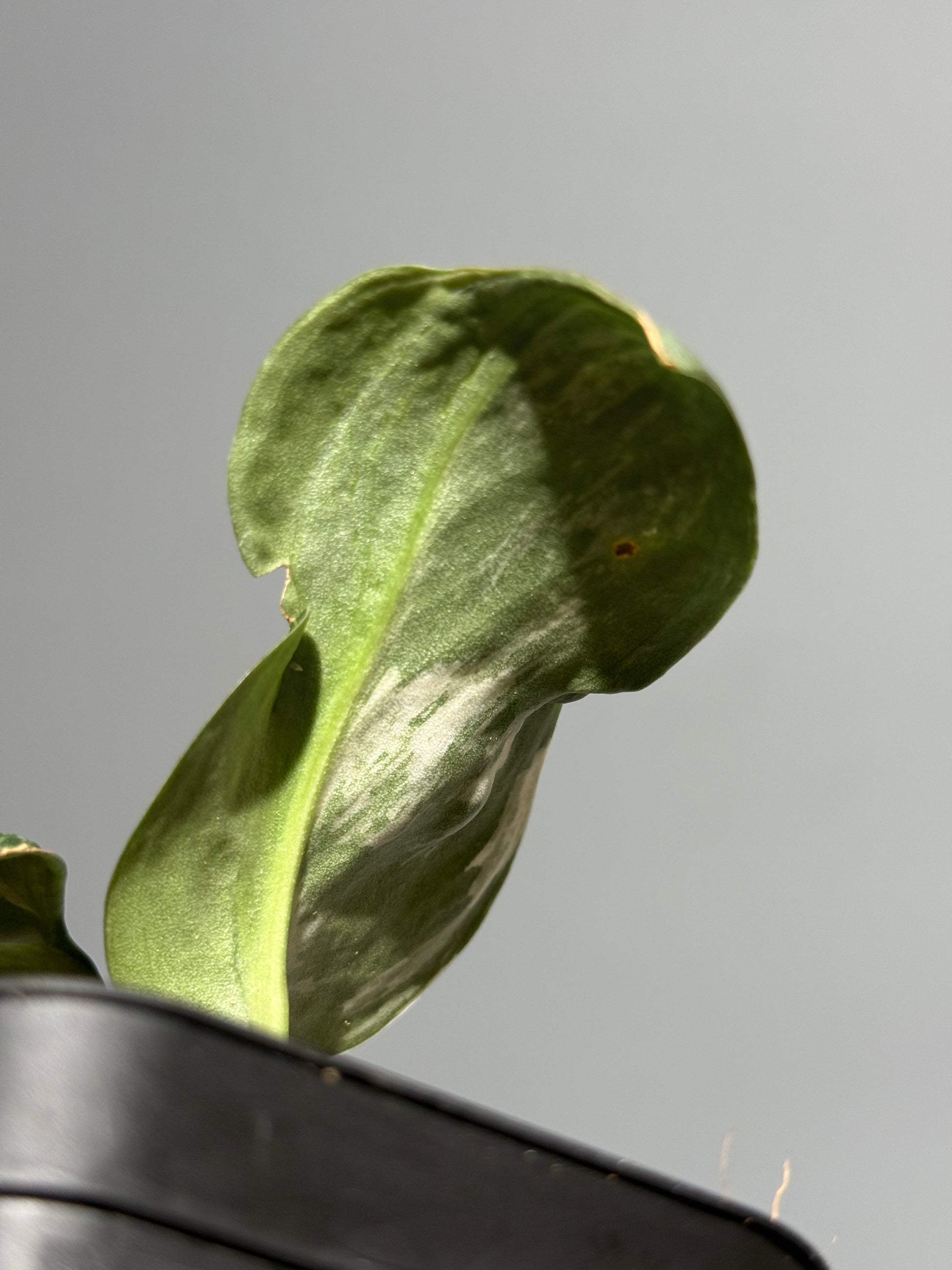 スキンダプサス シルバースプラッシュ ミューテーション/ Scindapsus Silver splash mutation  (3)