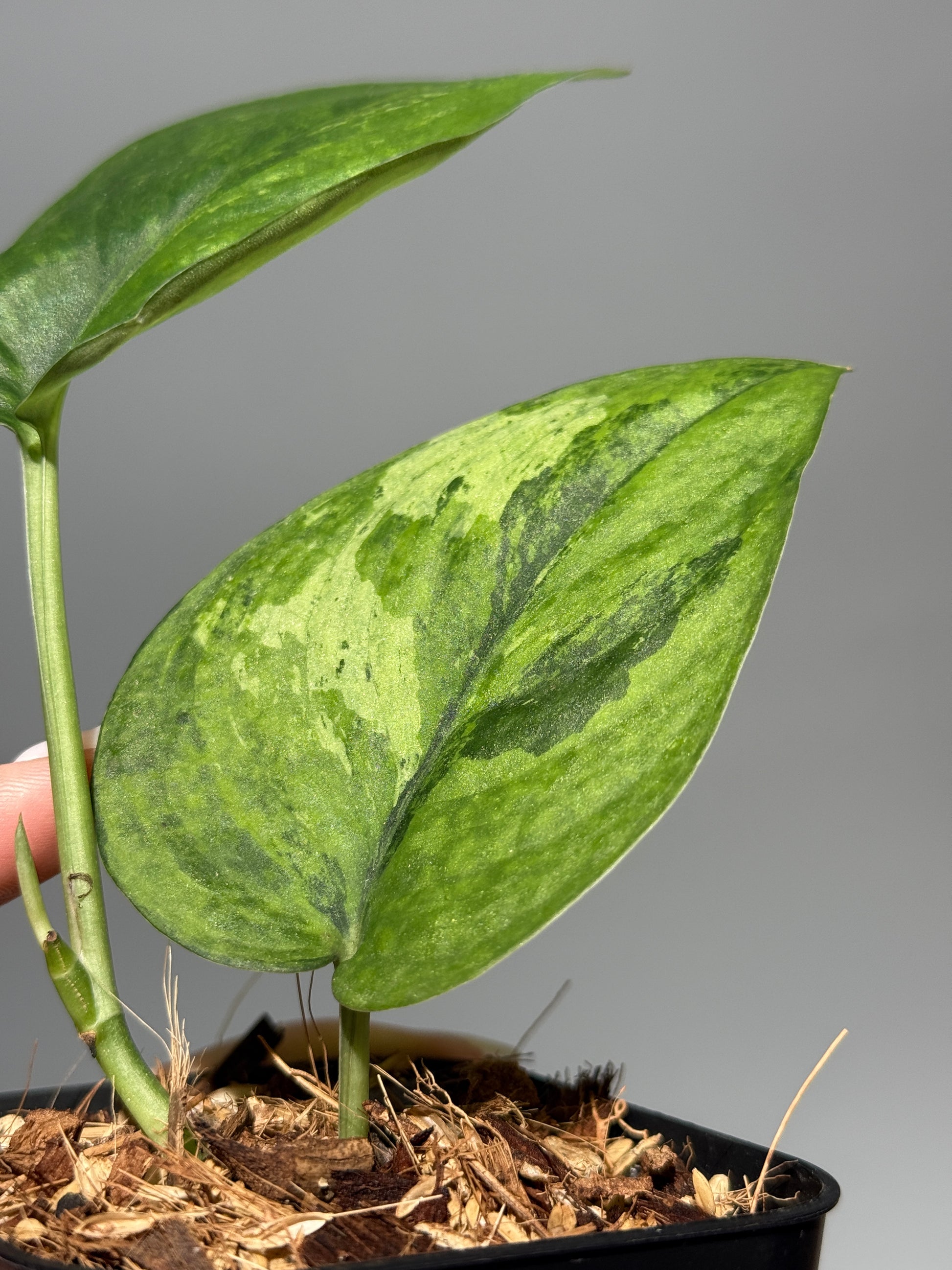 スキンダプサス レオパード グリーンオングリーン / Scindapsus Leopard GOG (1)