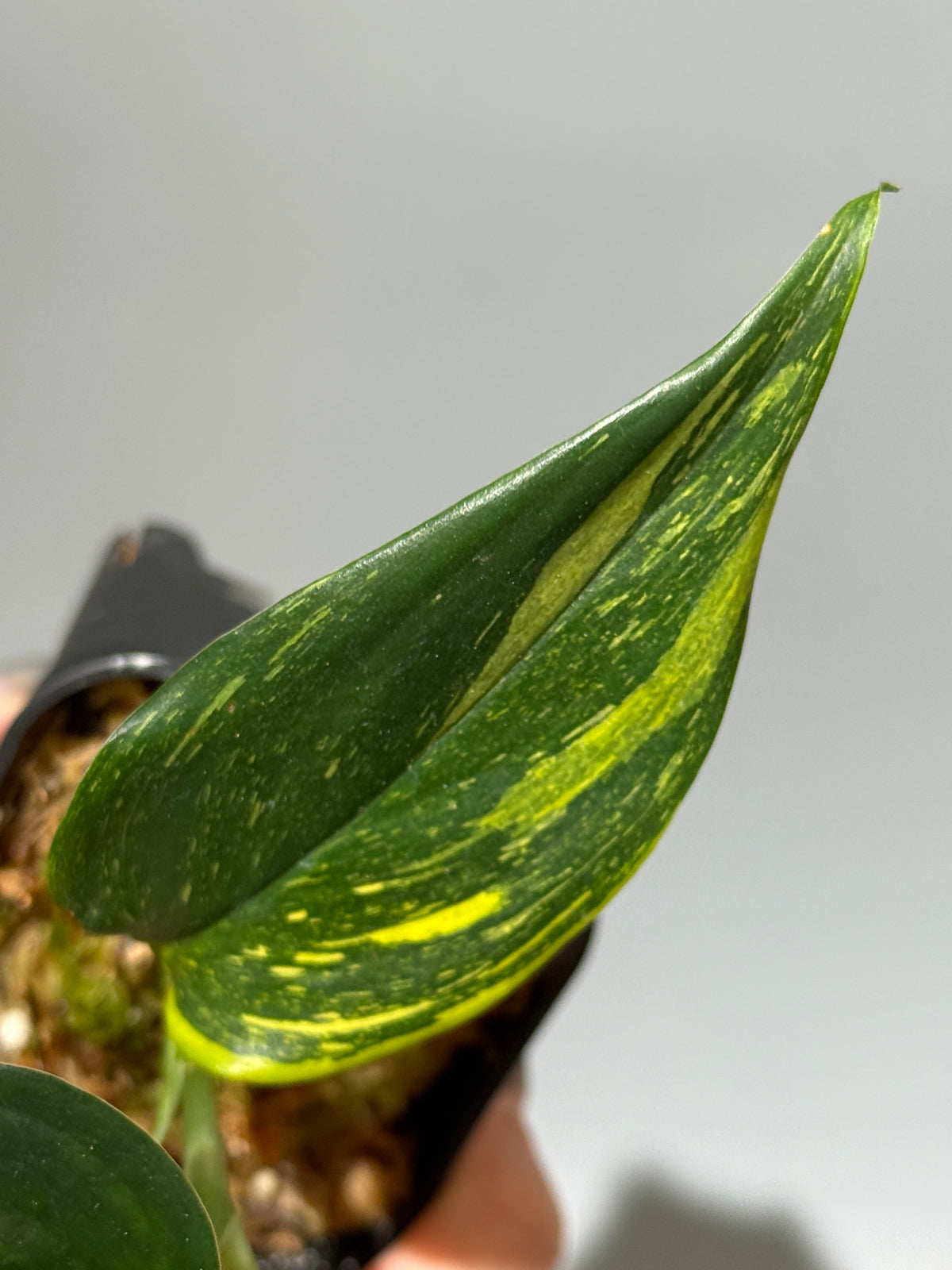 スキンダプサス コリアセウス ギャラクシー / Scindapsus Coriaceus galaxy (1)