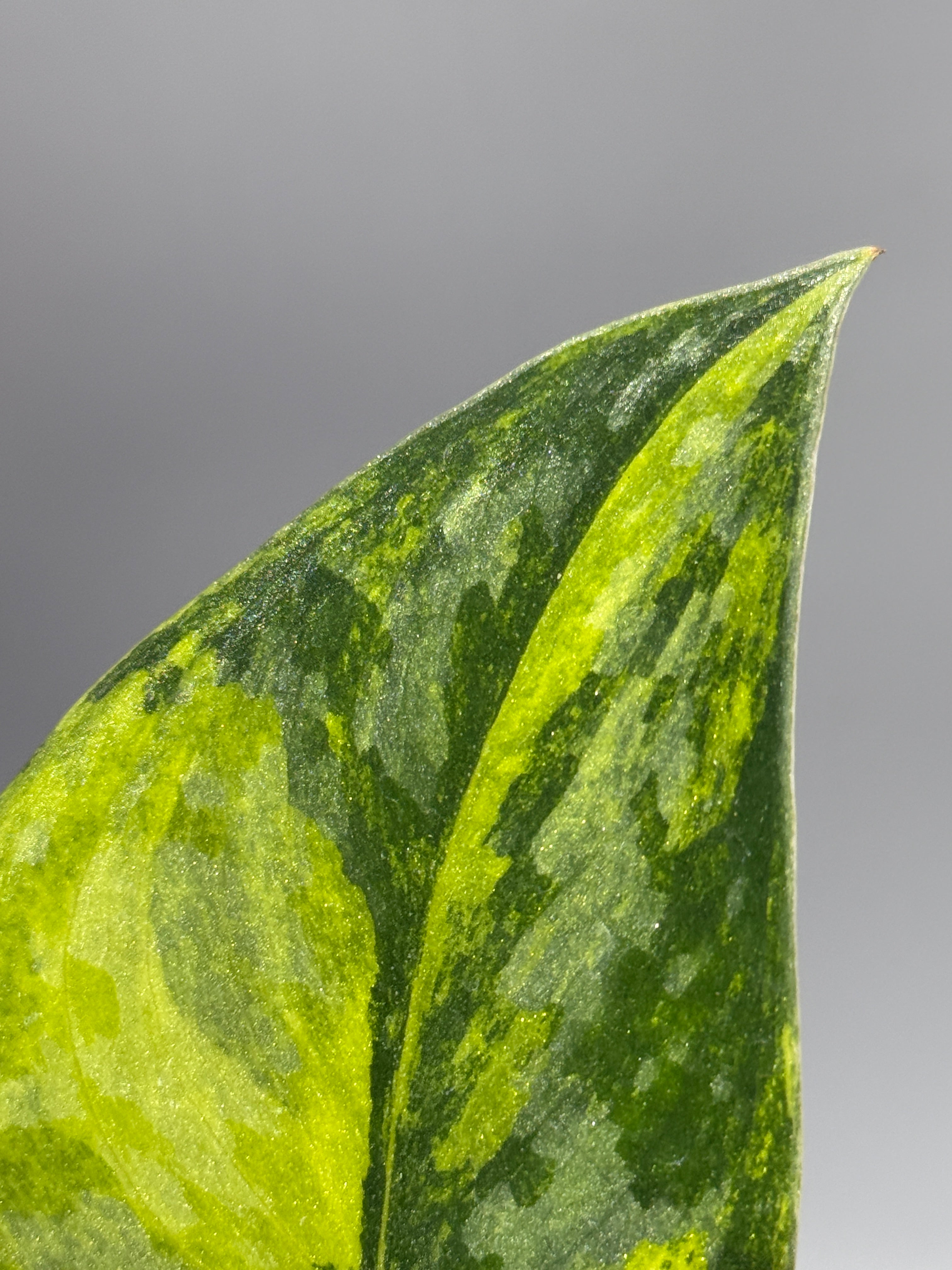 スキンダプサス グリーン ダイヤモンド / Scindapsus Green diamond (1