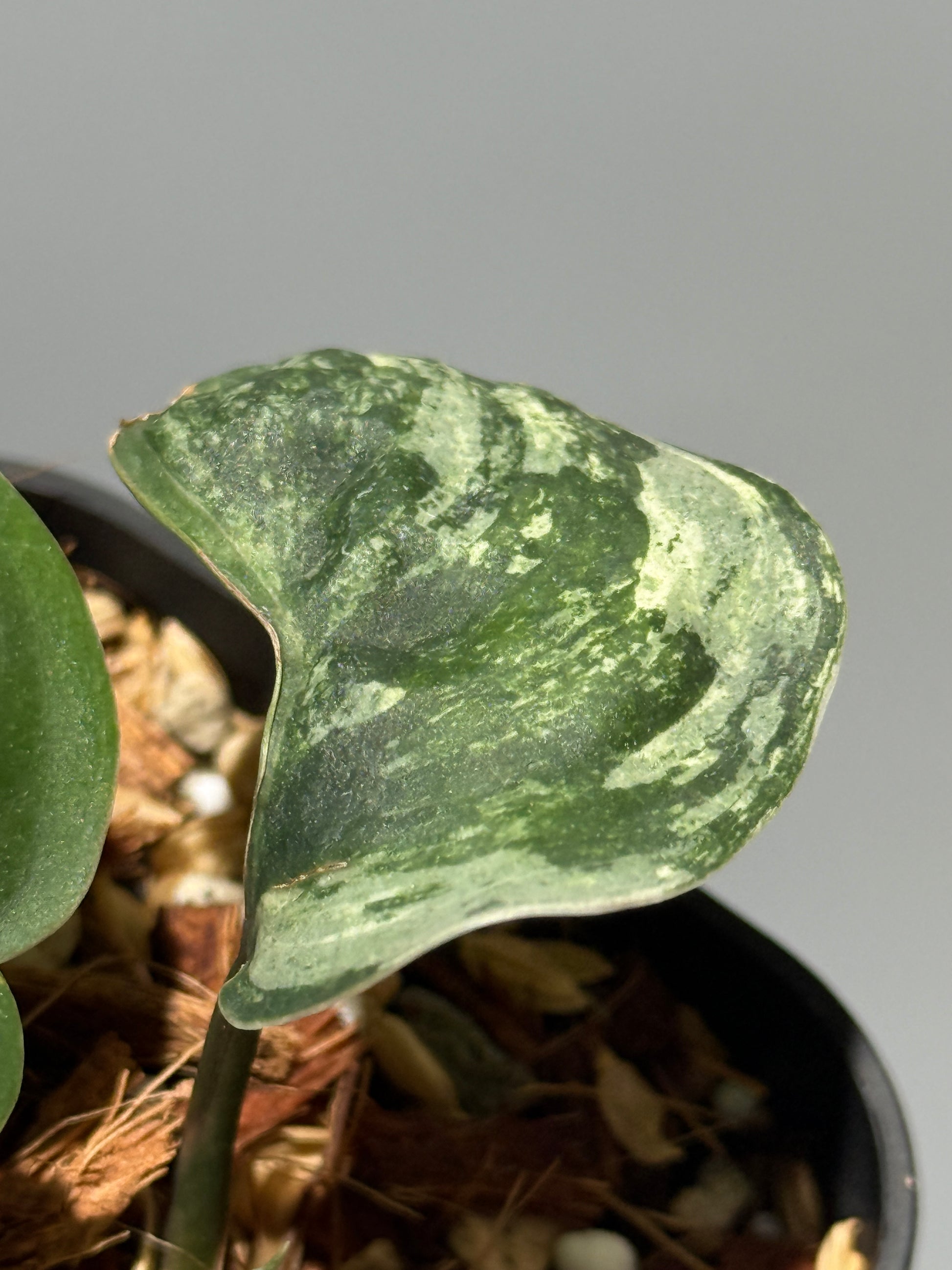 スキンダプサス シルバースプラッシュ ミューテーション/ Scindapsus Silver splash mutation  (3)