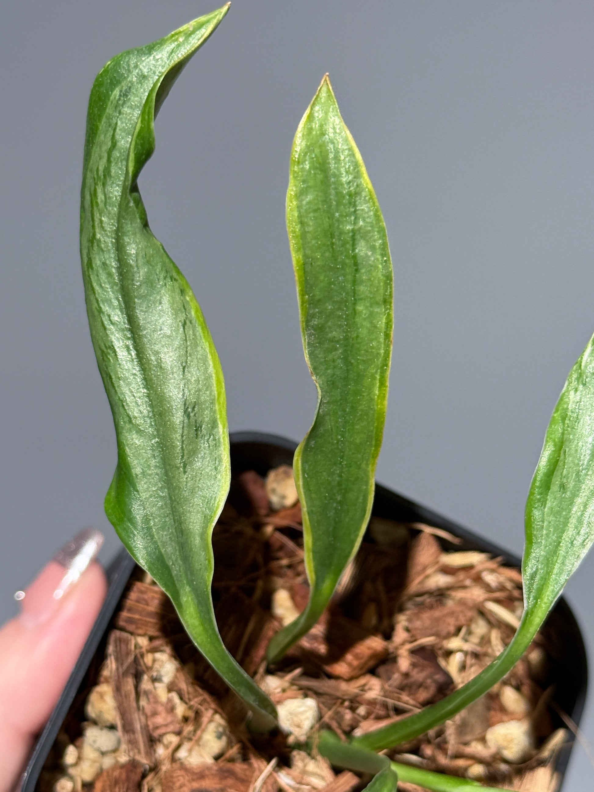 スキンダプサス トレビー ラバ リップスティック / Scindapsus Treubii lava lipstick (1)