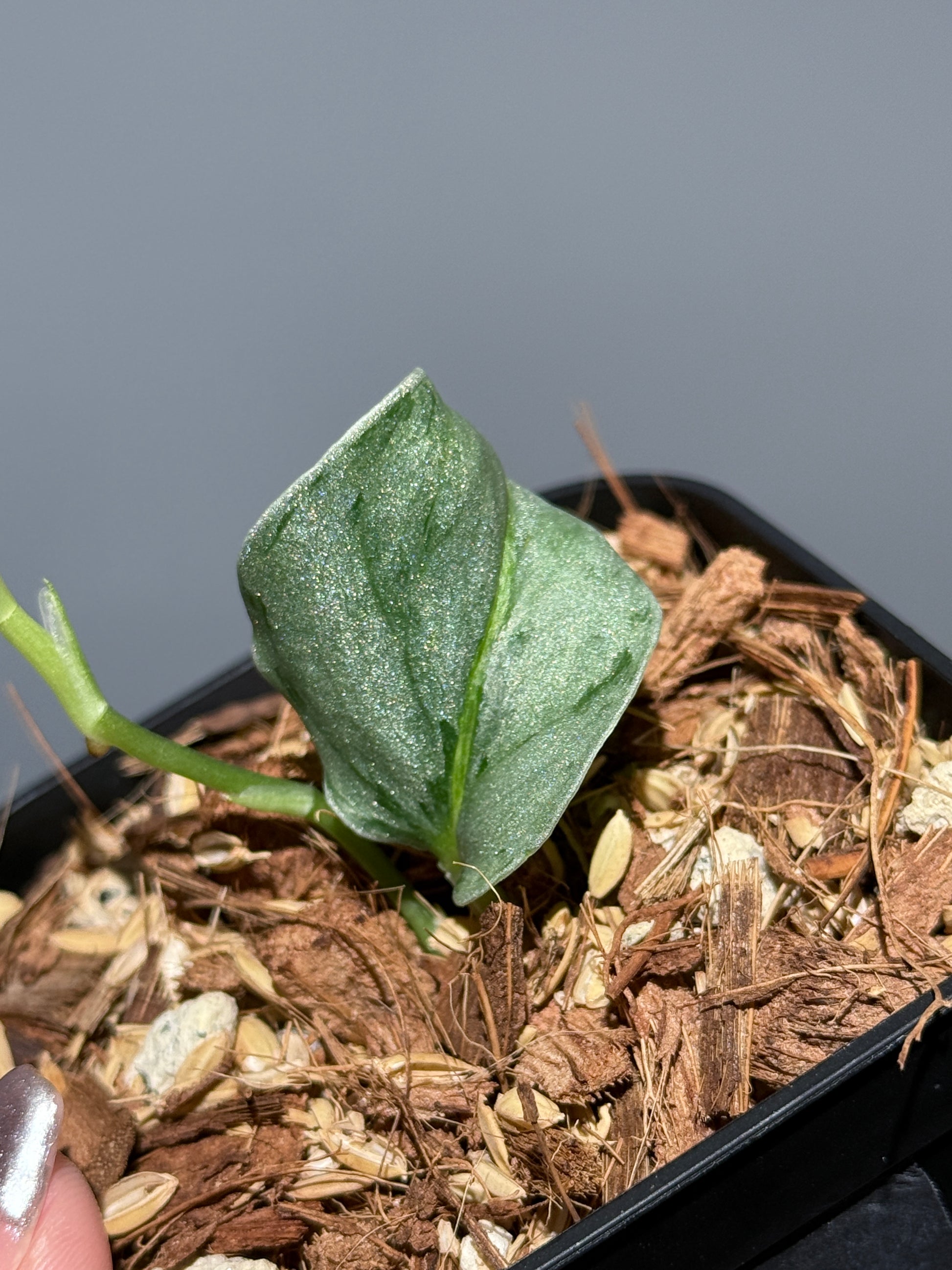 スキンダプサス ウィアード / Scindapsus Weirdo (2)