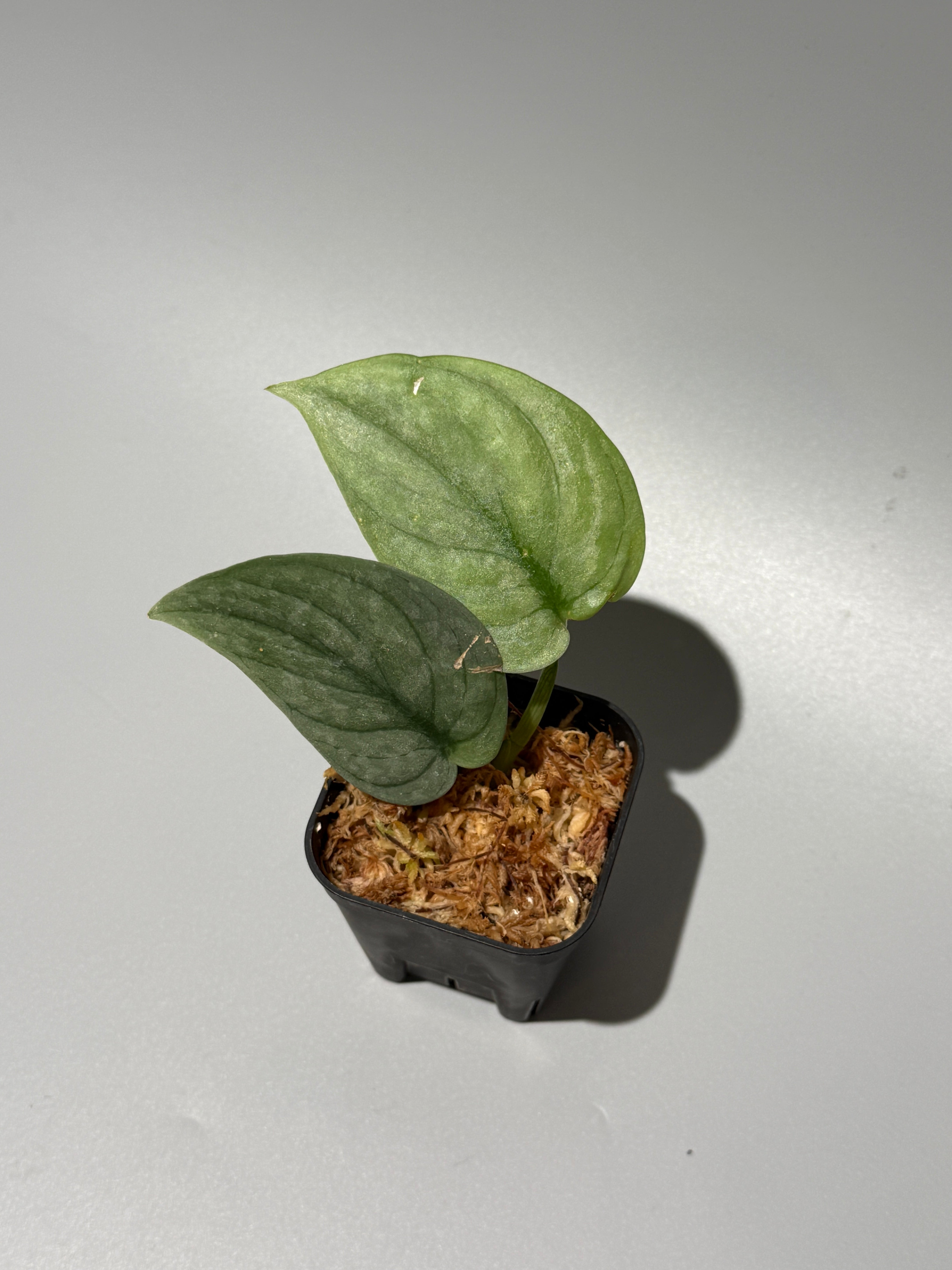 All Plants – Page 2 – Nakayama-Plants