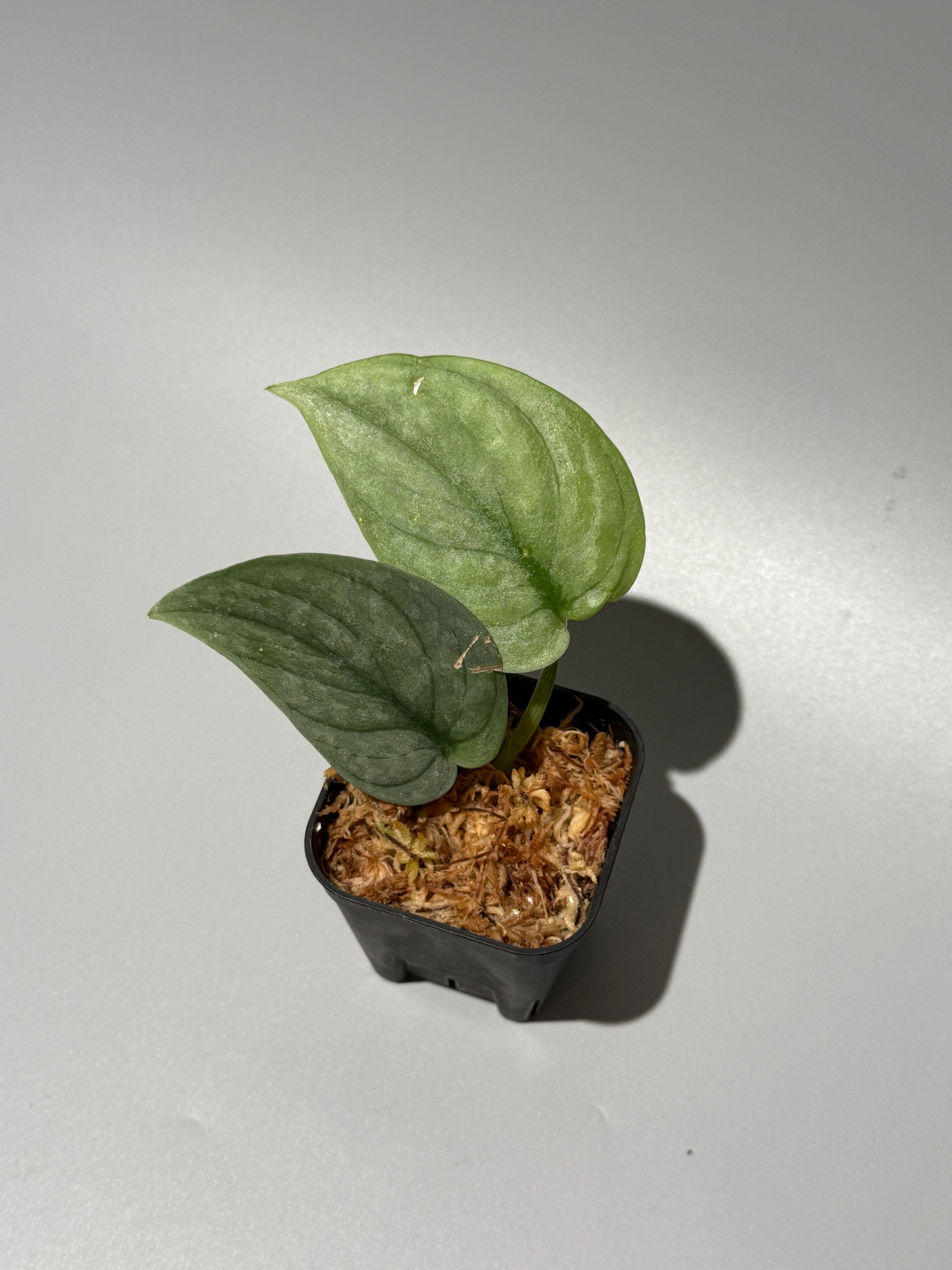 スキンダプサス グリーンベイン / Scindapsus Green vein (1)