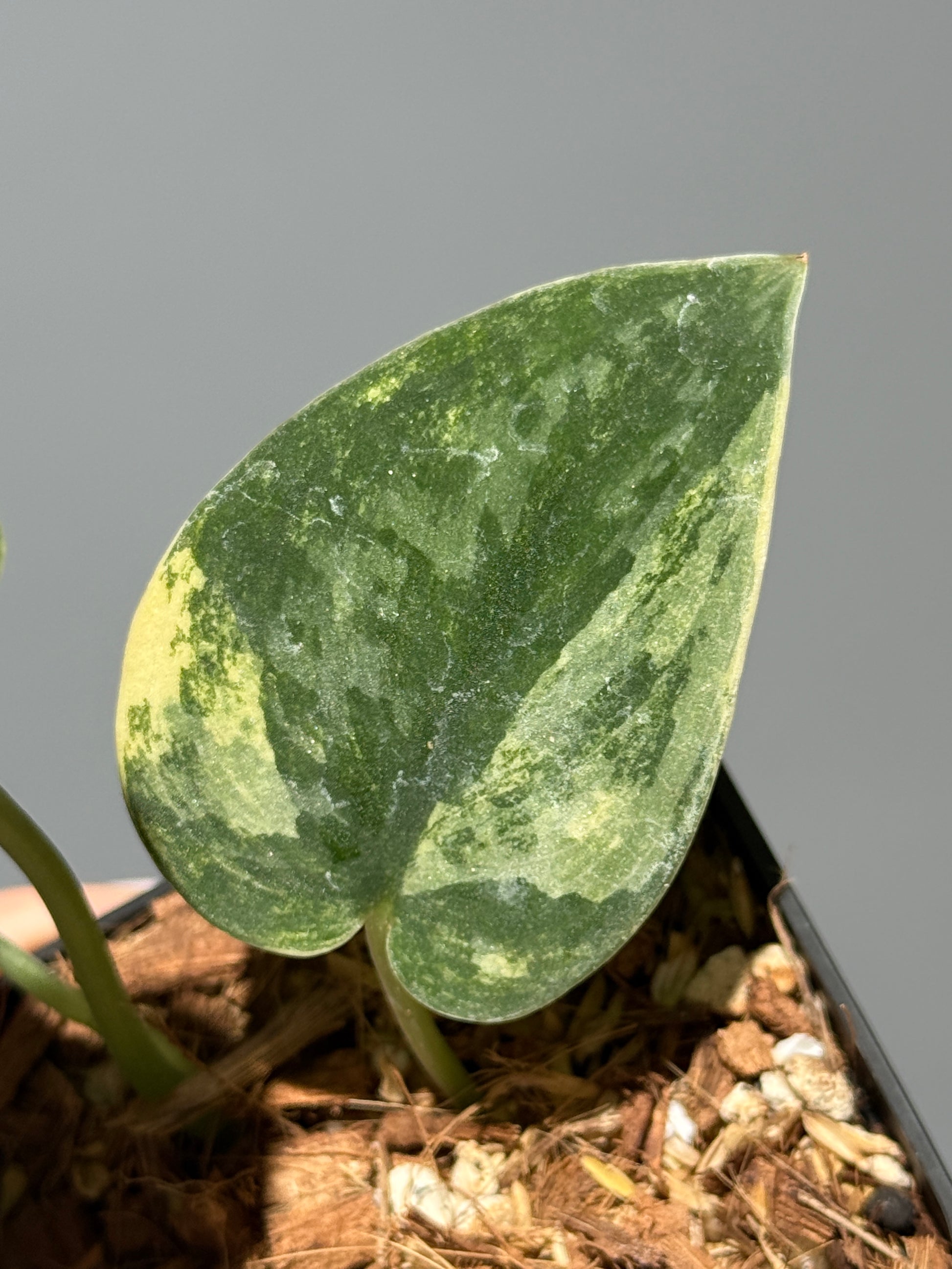 スキンダプサス グリーン ダイヤモンド / Scindapsus Green diamond (1)