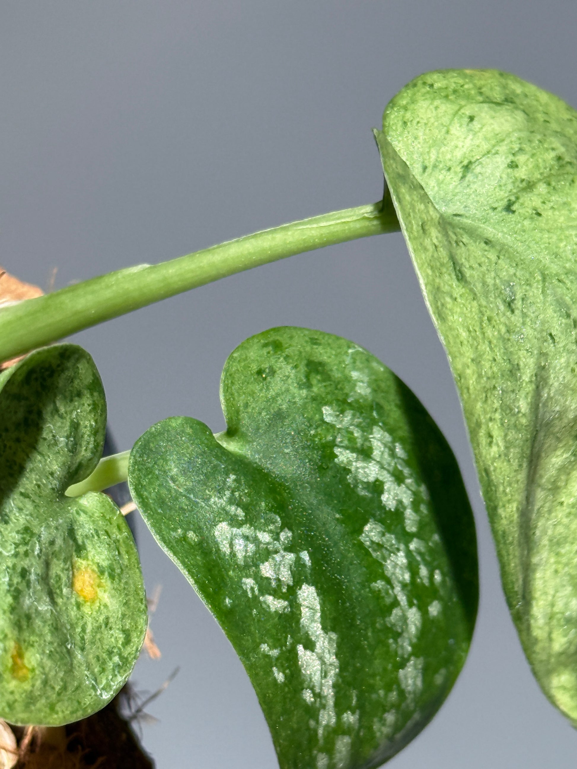 スキンダプサス モヒート / Scindapsus Mojito (1)