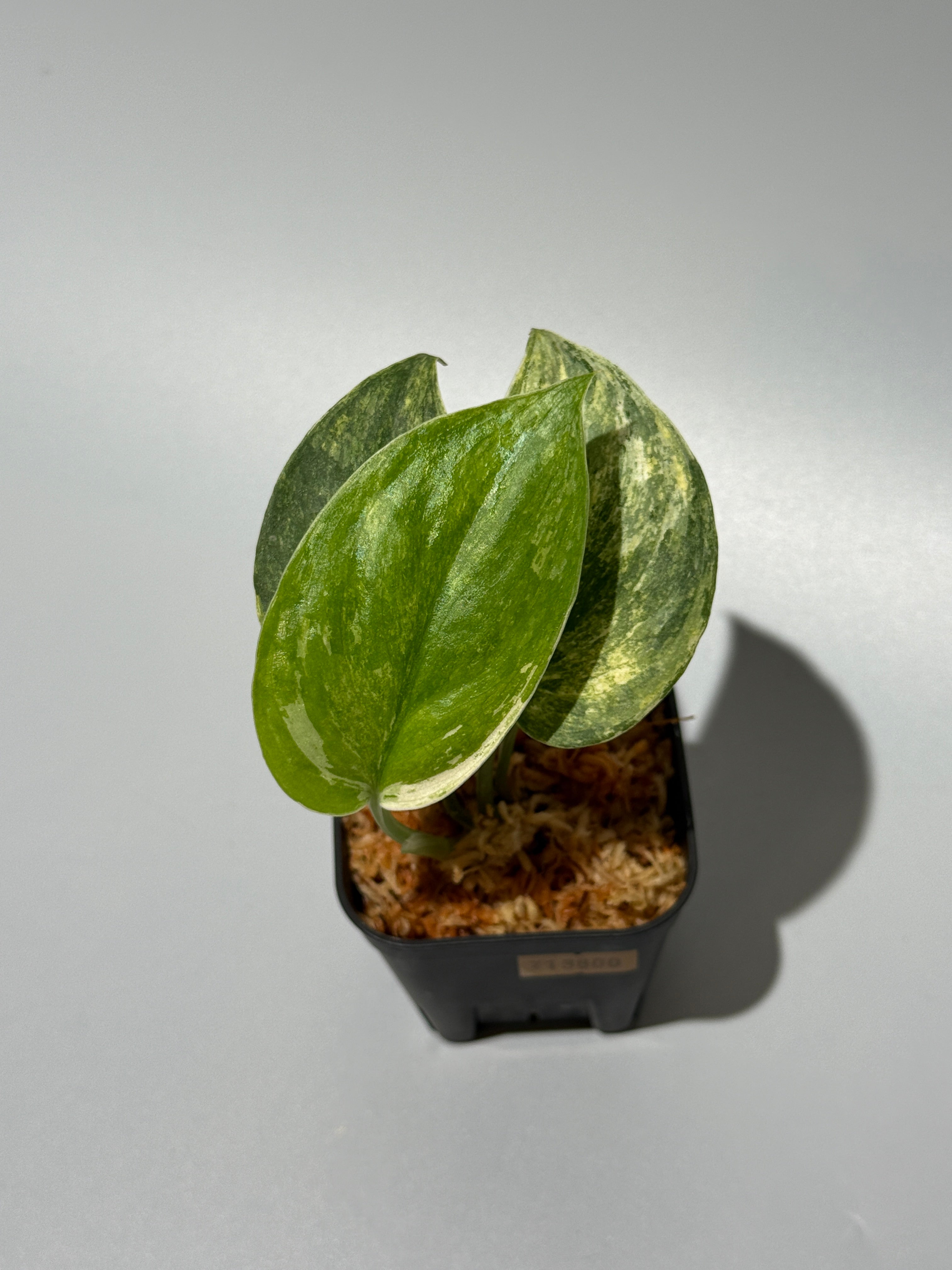 All Plants – Nakayama-Plants