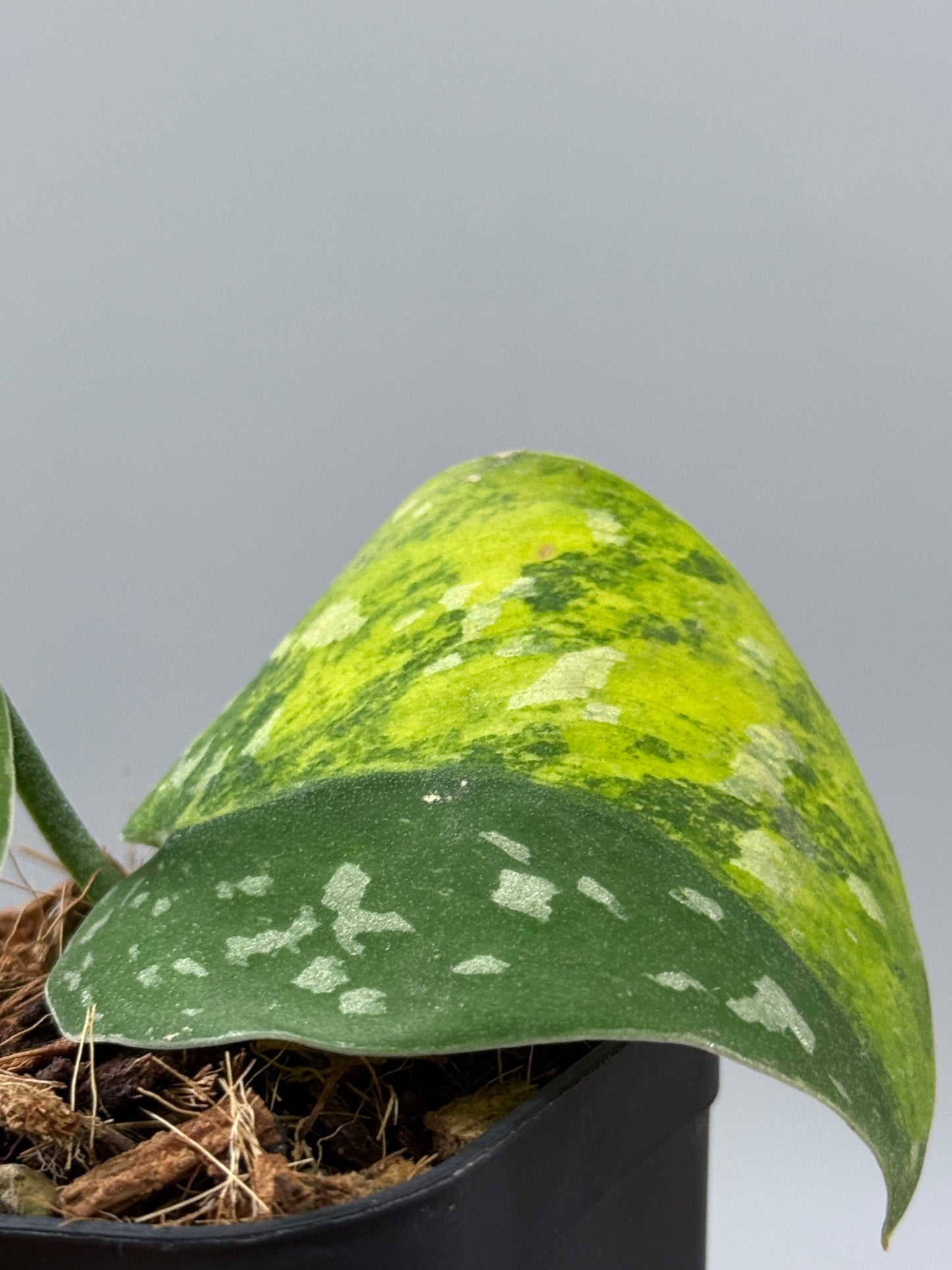 スキンダプサス ファンタジー / Scindapsus Fantasy (1)