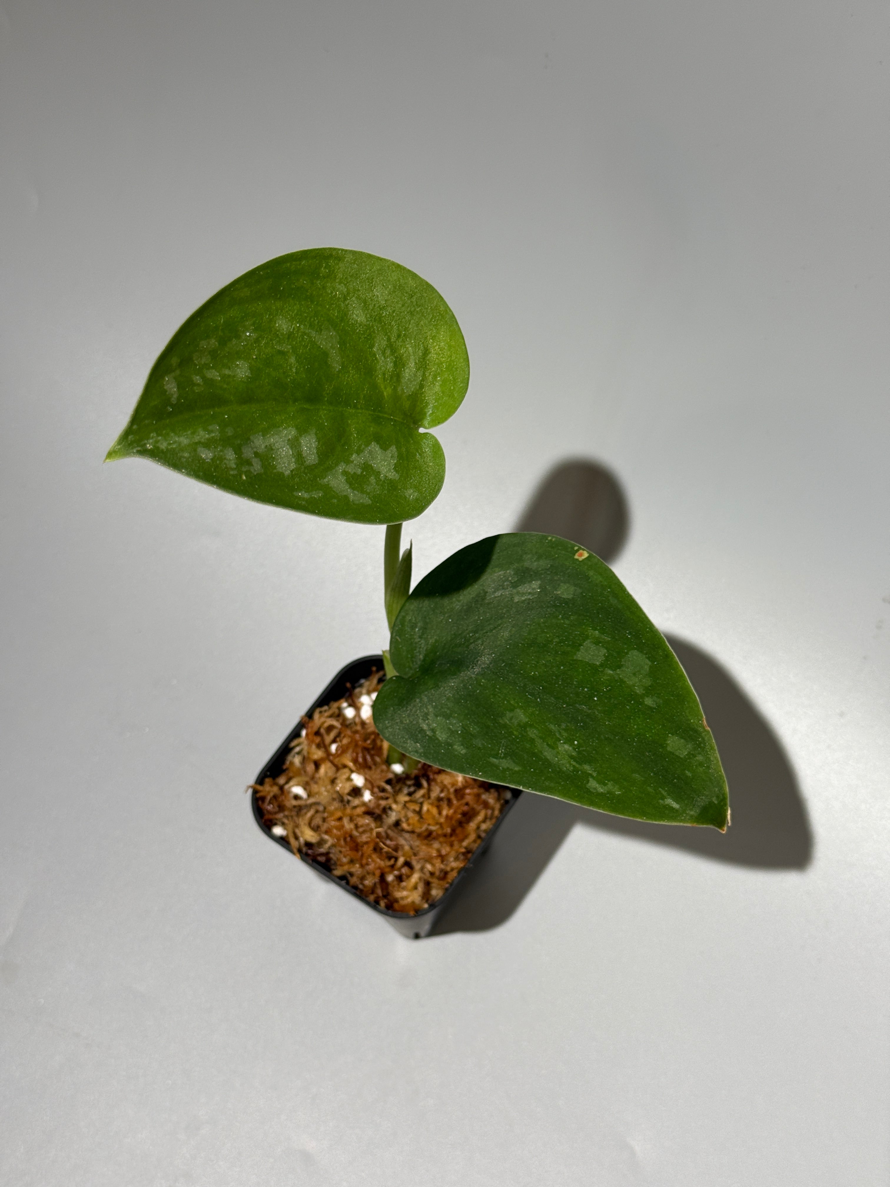 All Plants – Nakayama-Plants