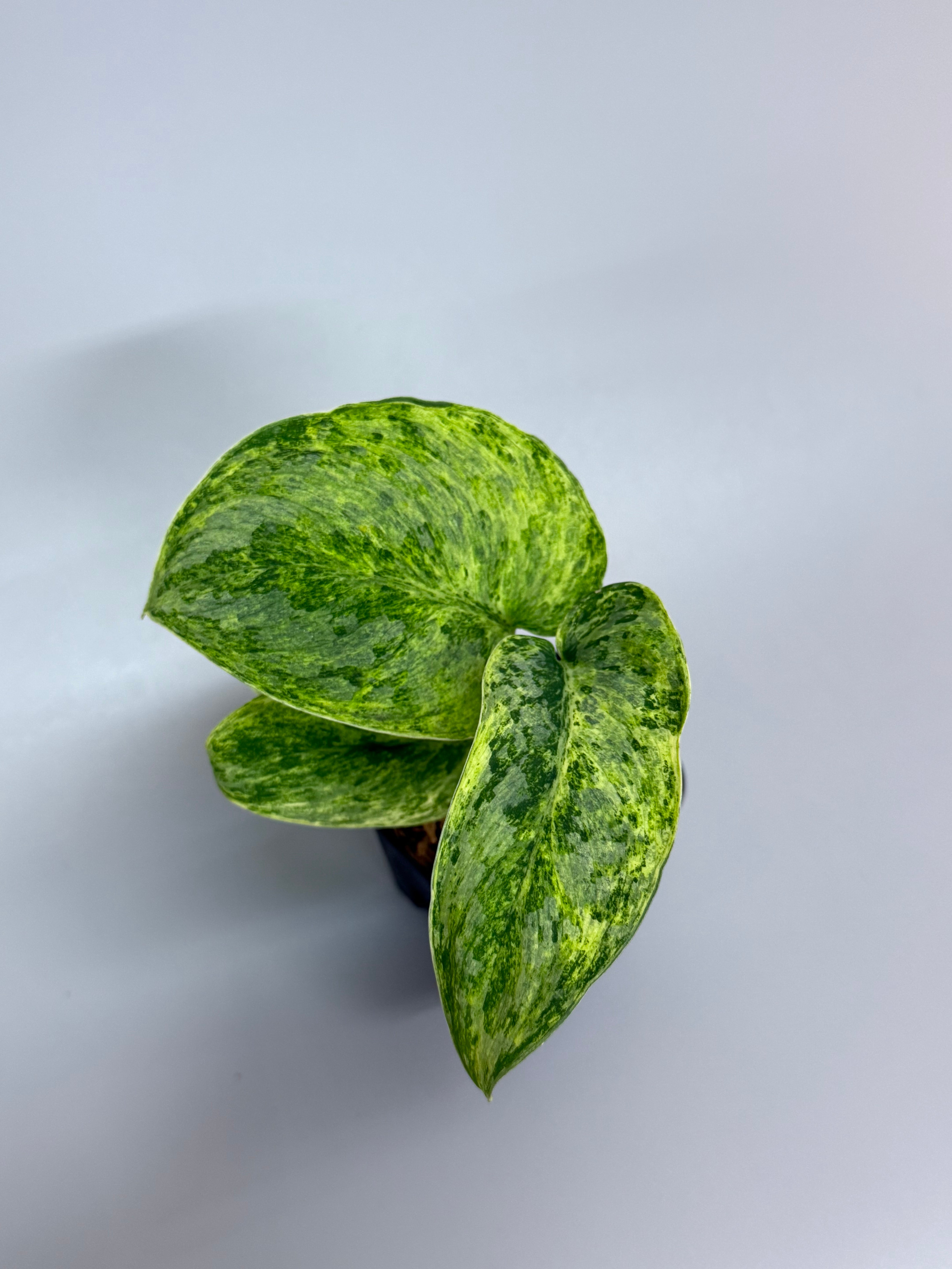 Nakayama Plants – Nakayama-Plants