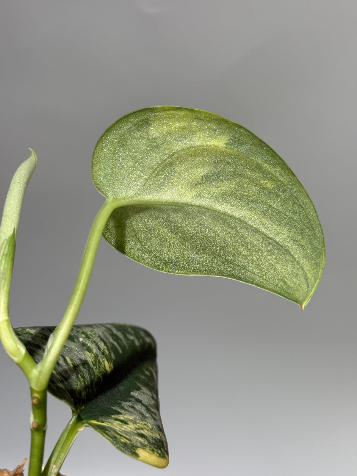 スキンダプサス グリーン ダイヤモンド / Scindapsus Green diamond (1)