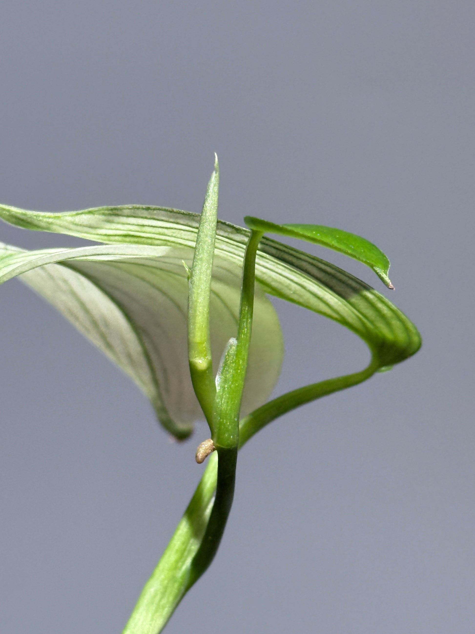 スキンダプサス ホワイトモンスター / Scindapsus whitemonster (1)