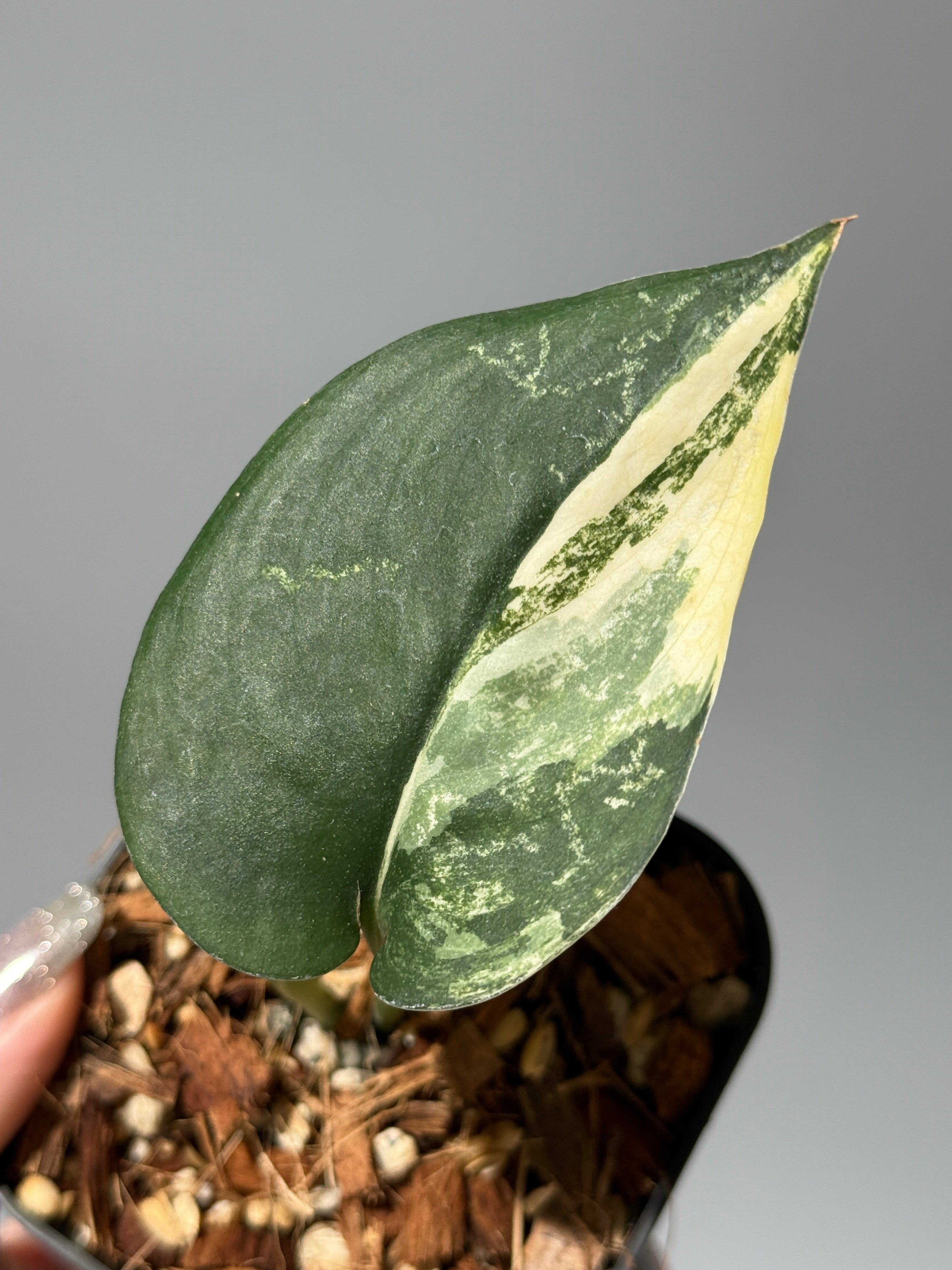商品 – Page 3 – Nakayama-Plants