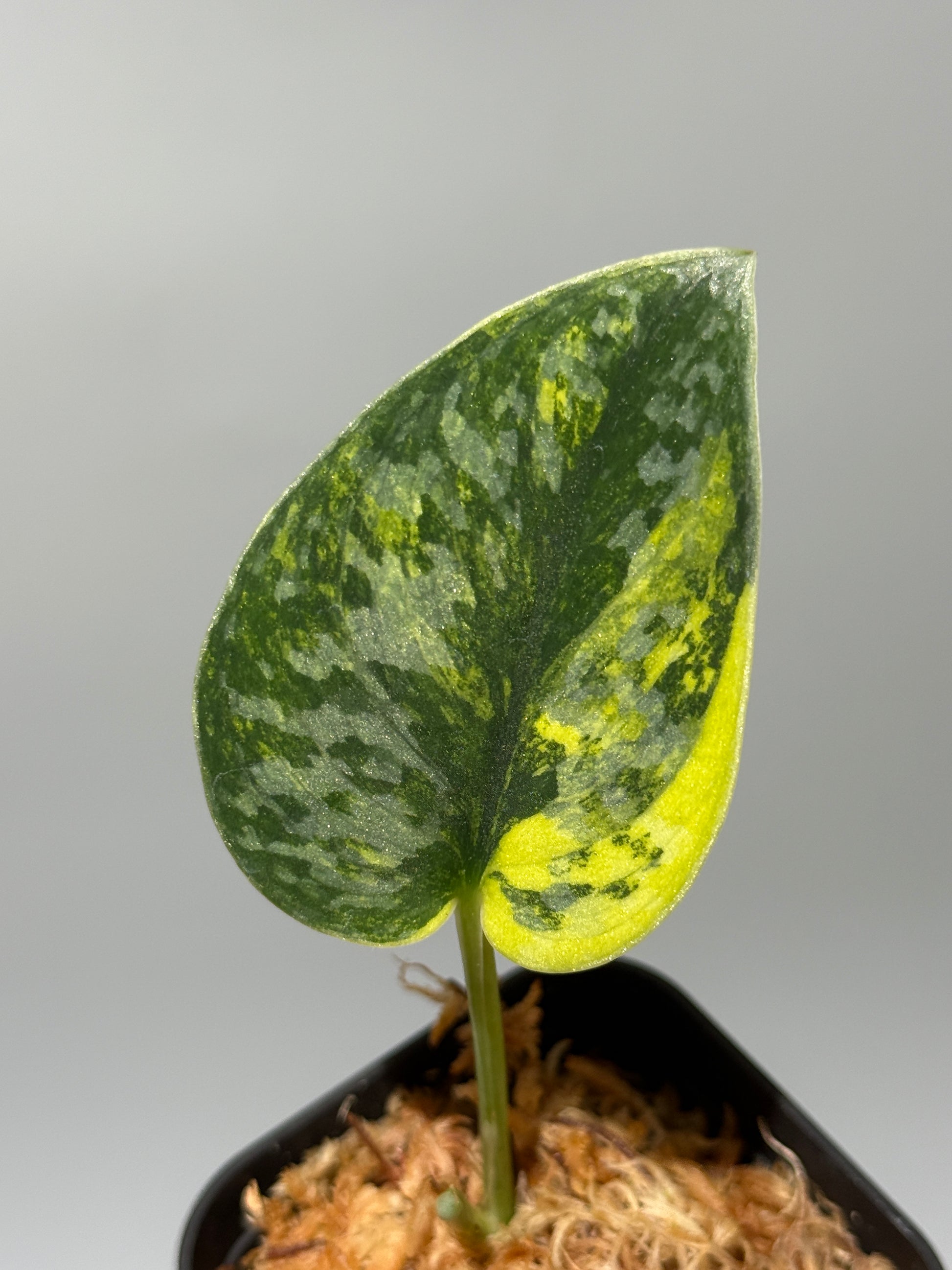 スキンダプサス グリーン ダイヤモンド / Scindapsus Green diamond (1)