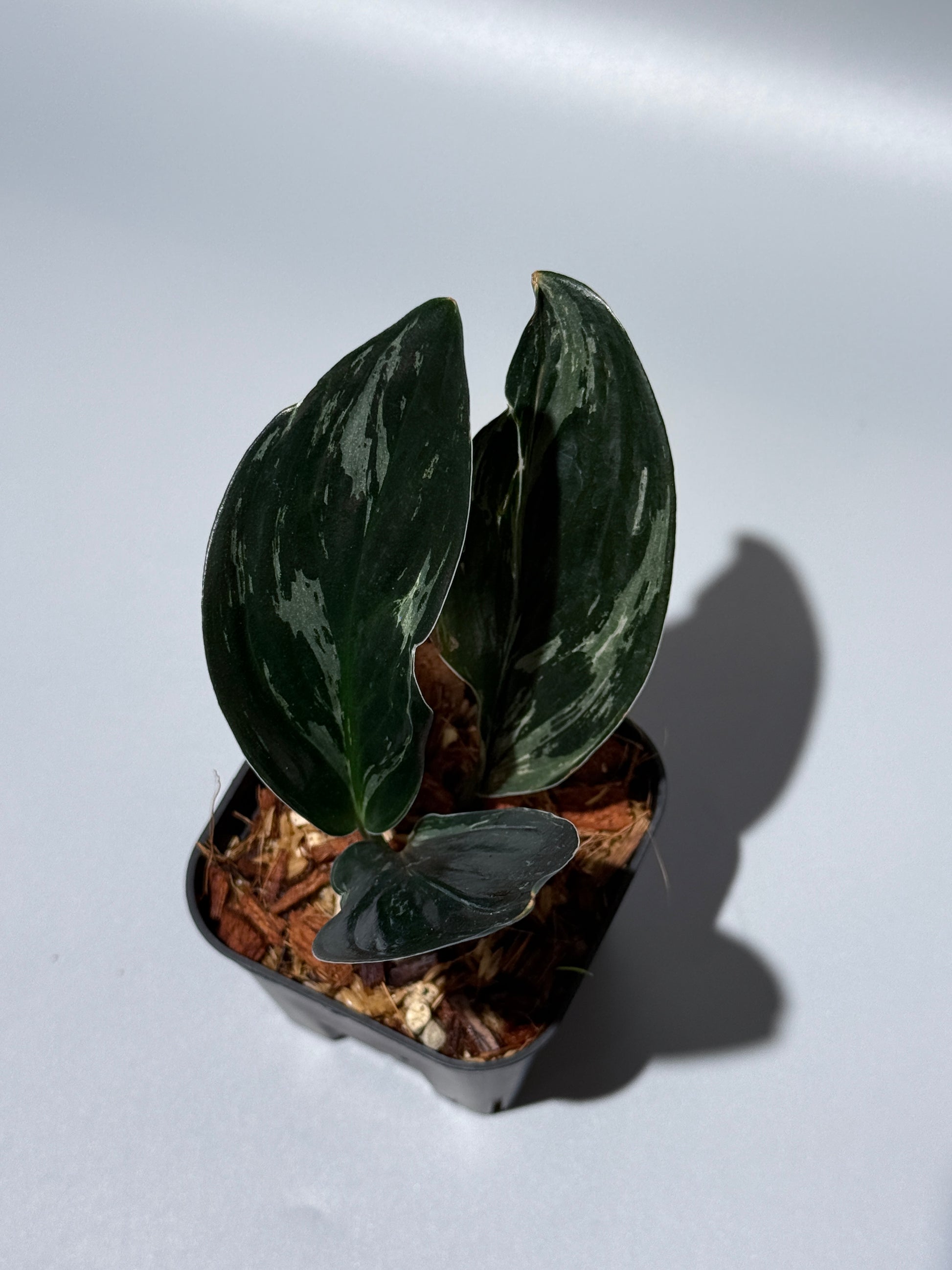 スキンダプサス トレビー ダークフォーム ミューテーション/Scindapsus Treubii darkform mutation (3)