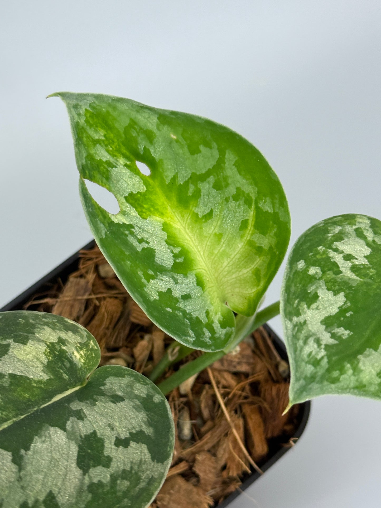 スキンダプサス バクダパティ / Scindapsus bakudapati (3)