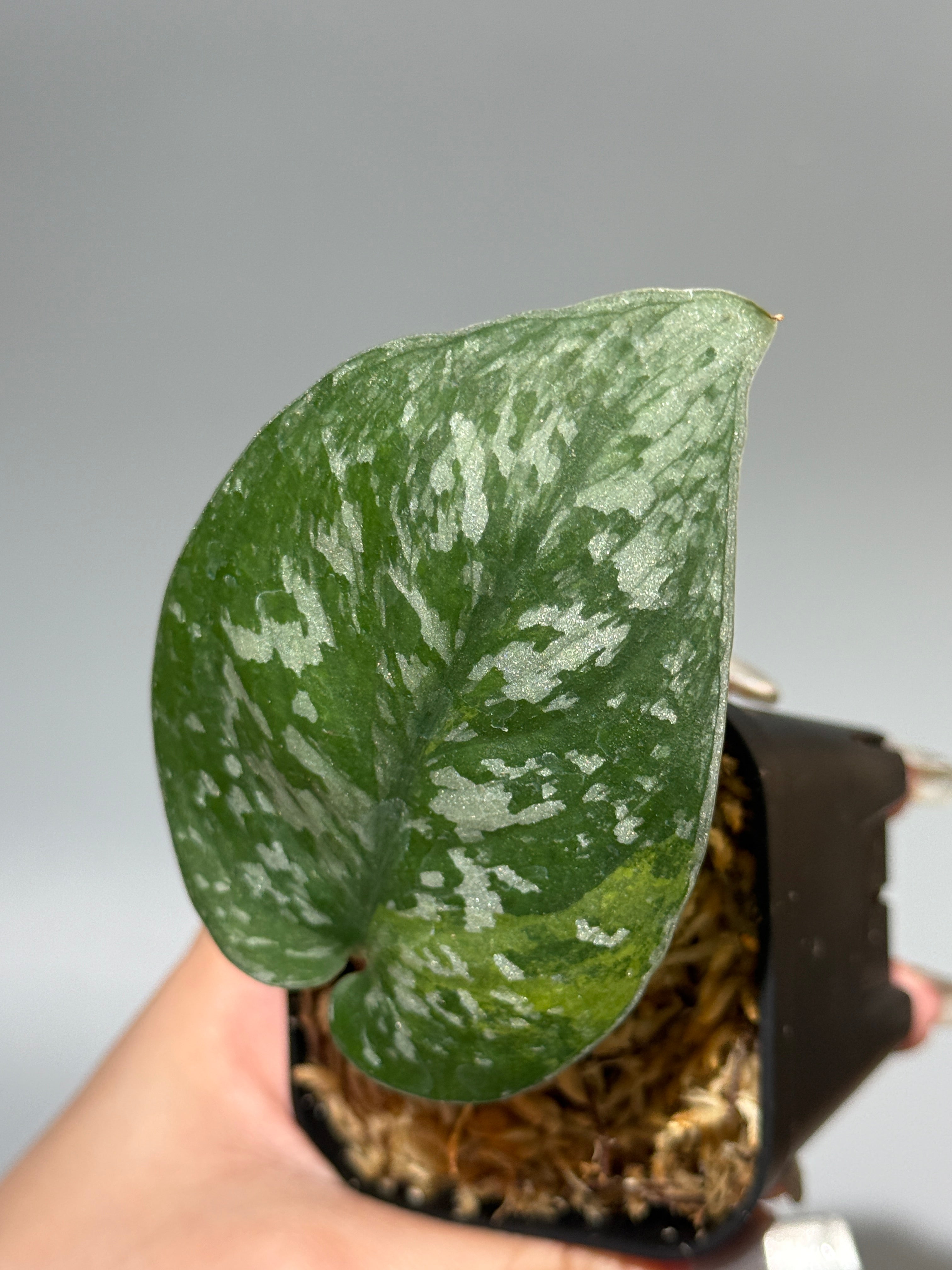 All Plants – Nakayama-Plants