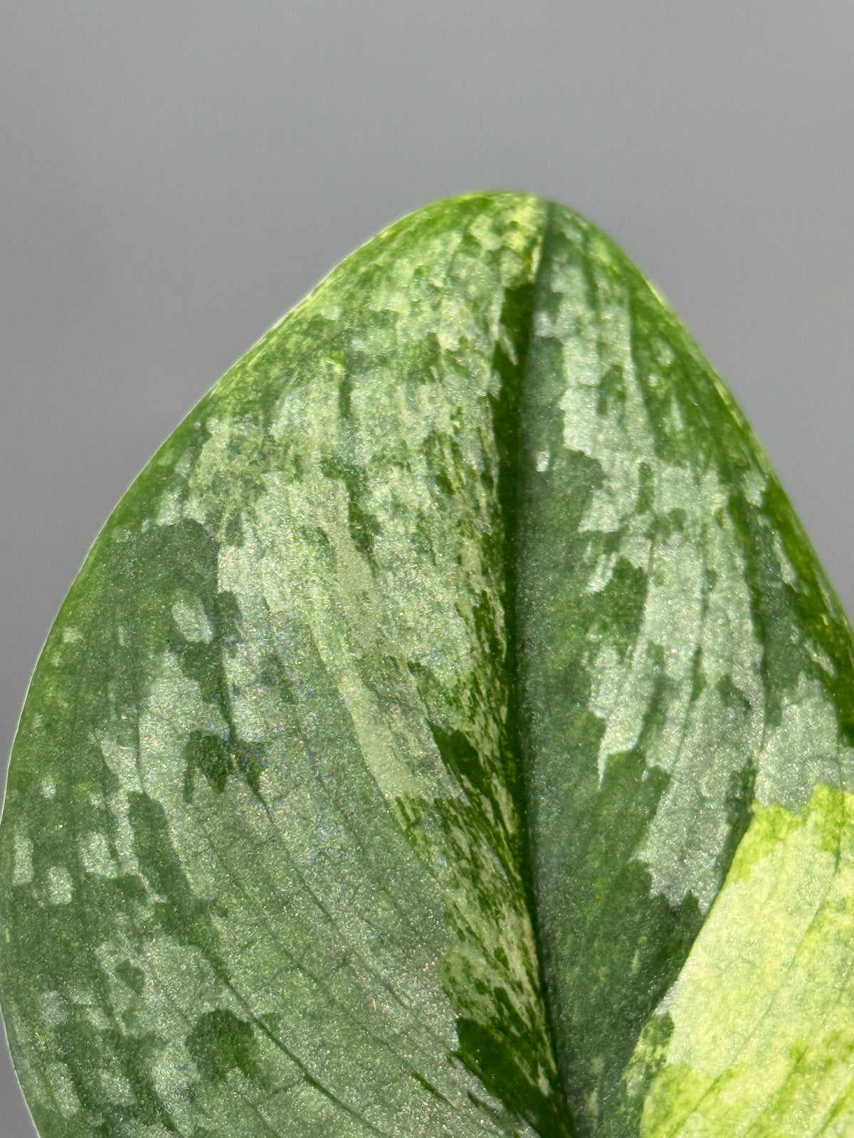 スキンダプサス エキゾチカ サラカ トリカラー  / Scindapsus Exotica salaka toricolor (2)