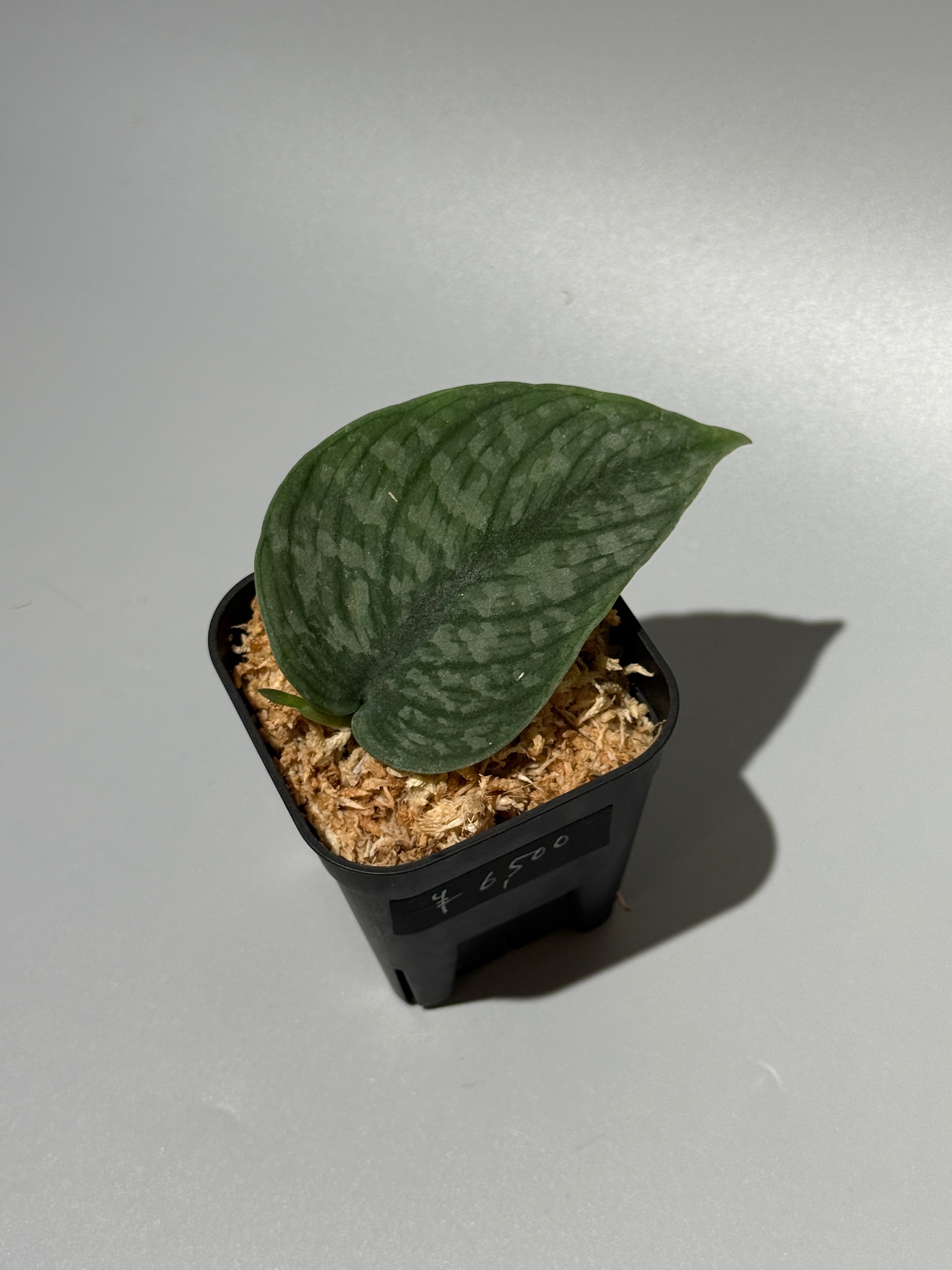 スキンダプサス グリーンベイン / Scindapsus Green vein (1