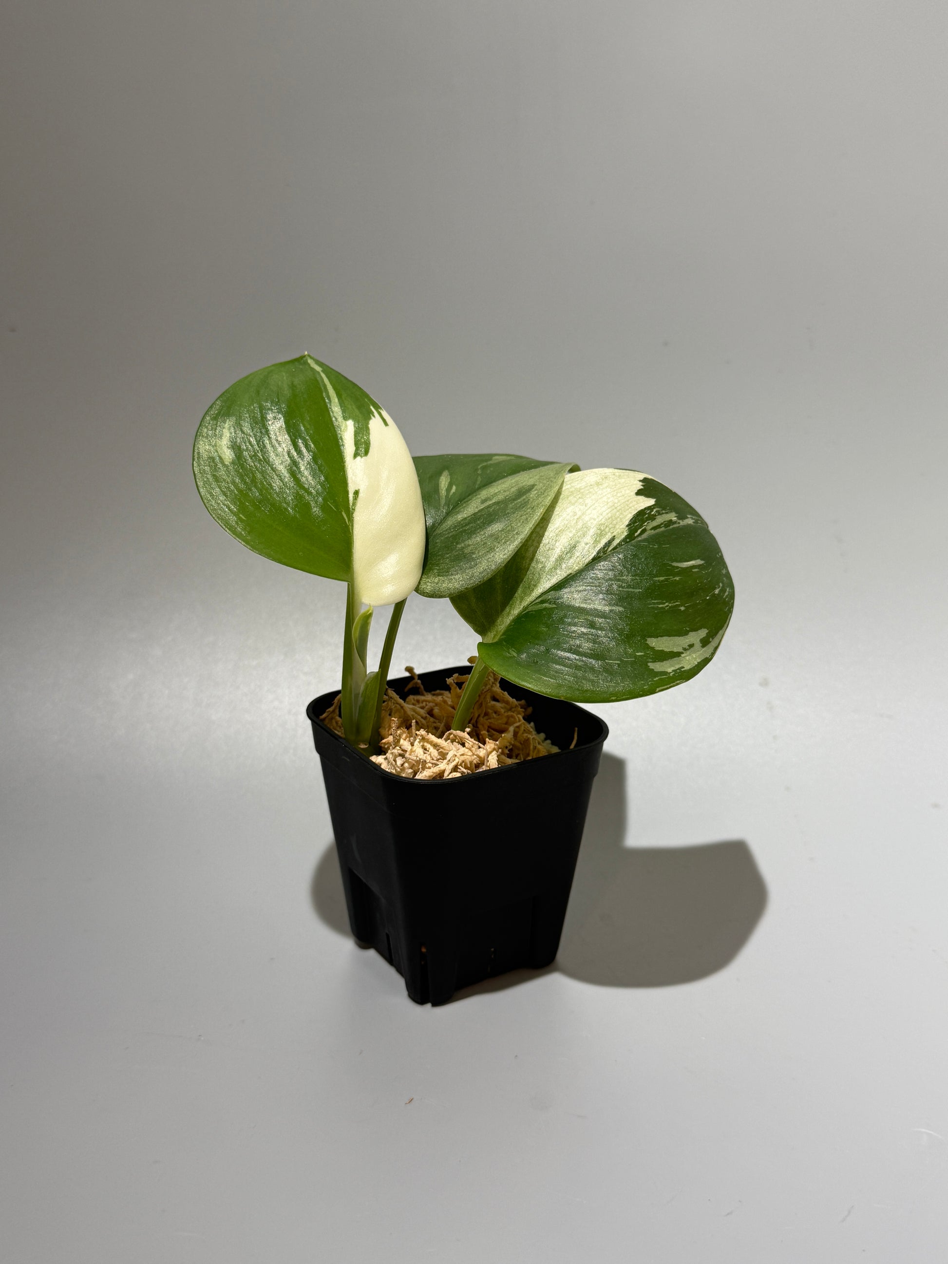 スキンダプサス トレビー ムーンライト 斑入り  / Scindapsus treubii moonlight var. (1)