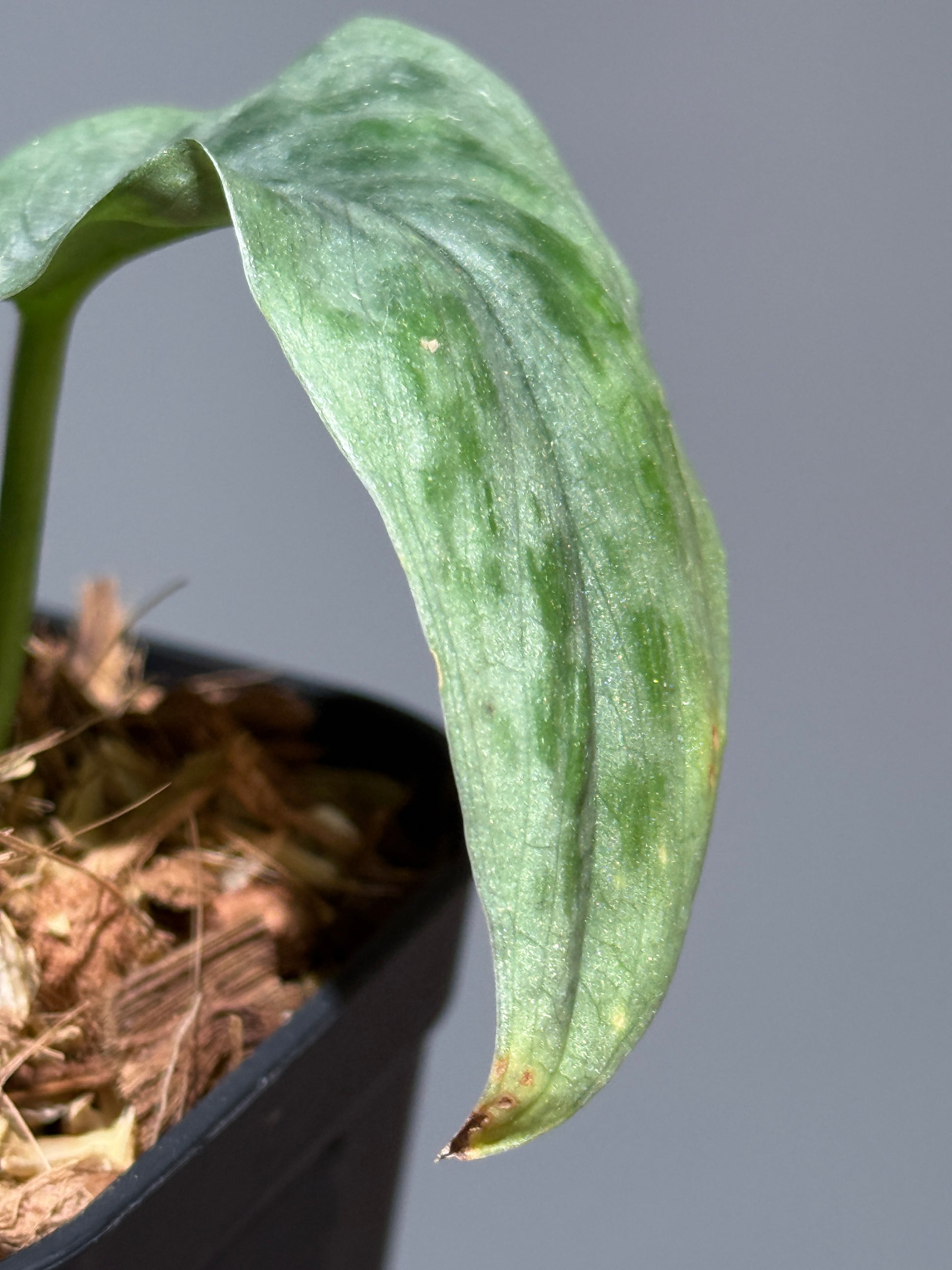 スキンダプサス  タトゥー / Scindapsus Tatoo (2)