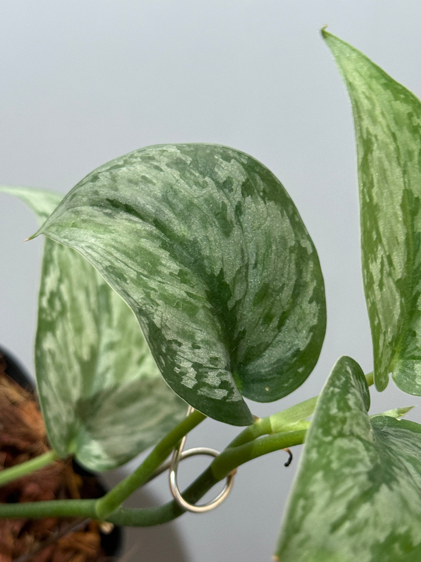 スキンダプサス ダーク クラウド Sp. ボルネオ / Scindapsus Dark cloud Sp. borneo (2)