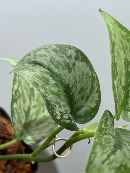 スキンダプサス ダーク クラウド Sp. ボルネオ / Scindapsus Dark cloud Sp. borneo (2)