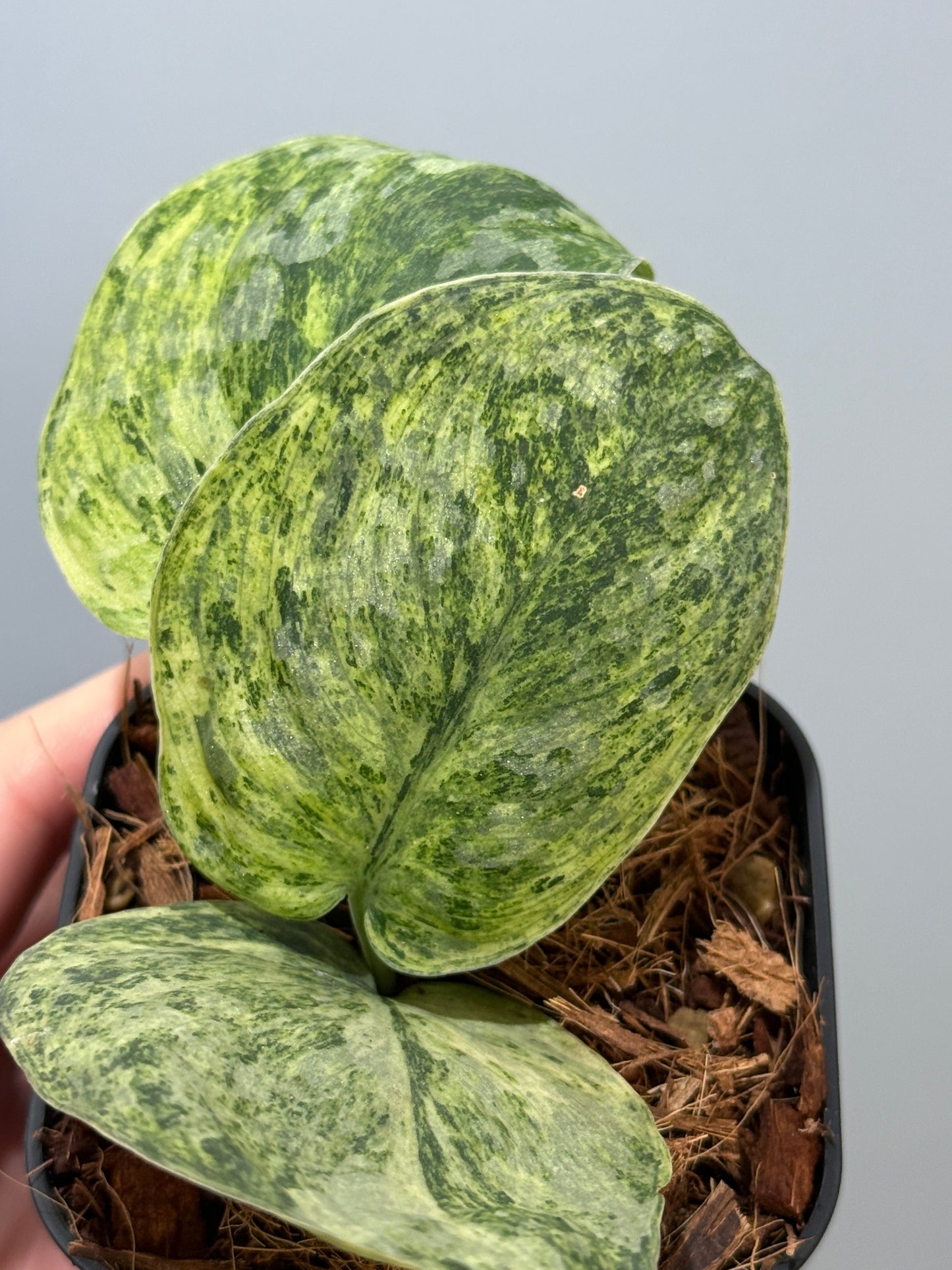 スキンダプサス テンバガ  / Scindapsus Tembaga (4)