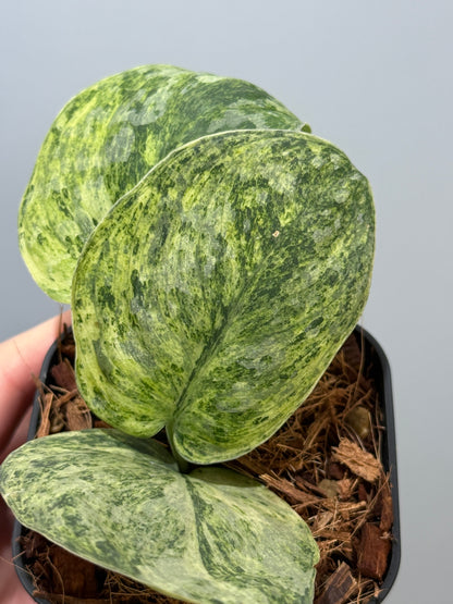 スキンダプサス テンバガ  / Scindapsus Tembaga (4)