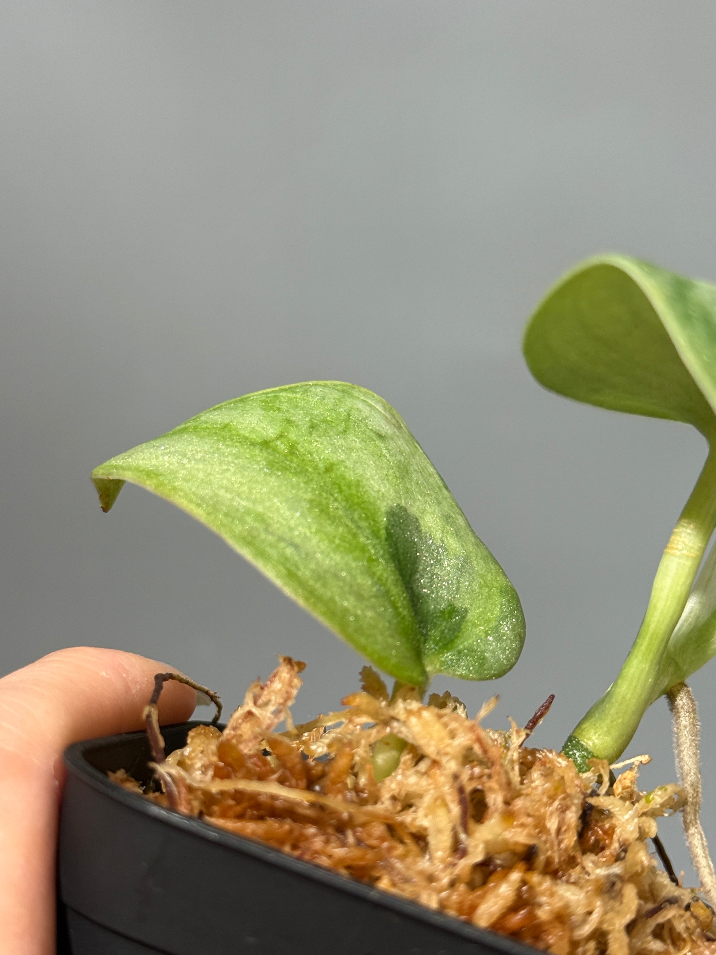 All Plants – Page 2 – Nakayama-Plants