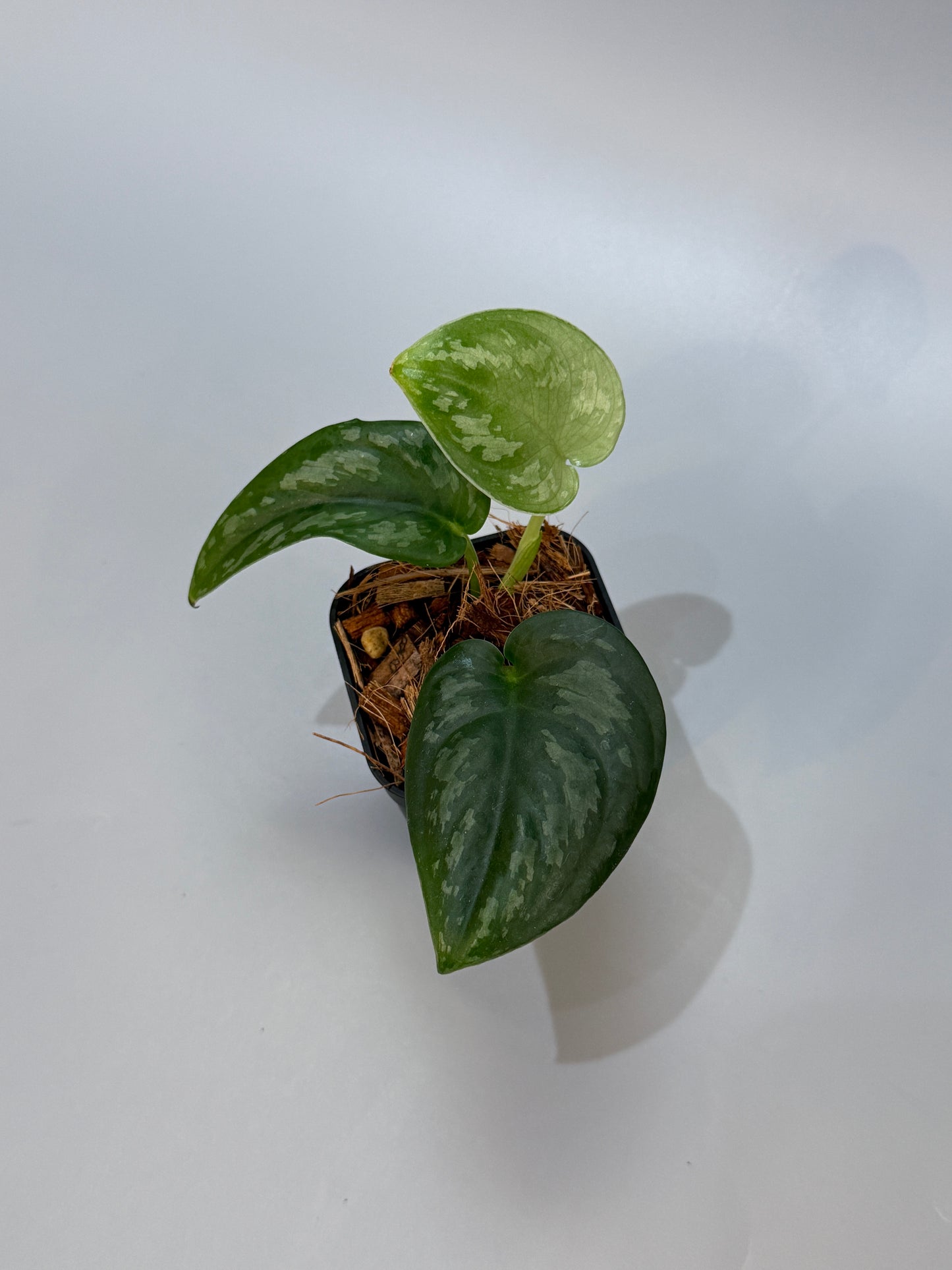 スキンダプサス エキゾチカ グローシ sp.サラワク / Scindapsus exotica glosy sp.serawak (4)