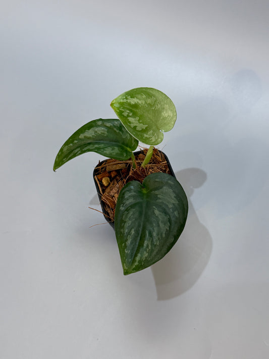 スキンダプサス エキゾチカ グローシ sp.サラワク / Scindapsus exotica glosy sp.serawak (4)