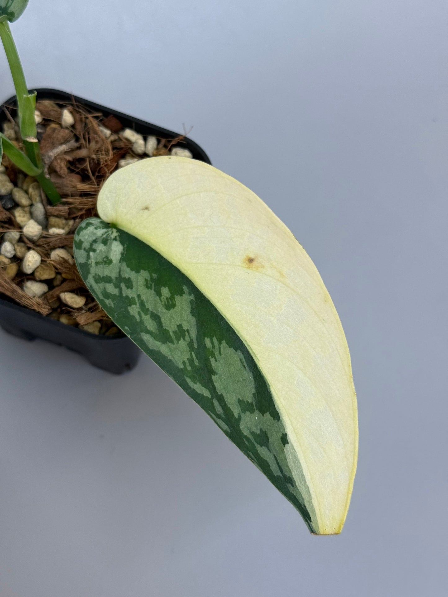 スキンダプサス ラカンビニ / Scindapsus lakambini  (2)