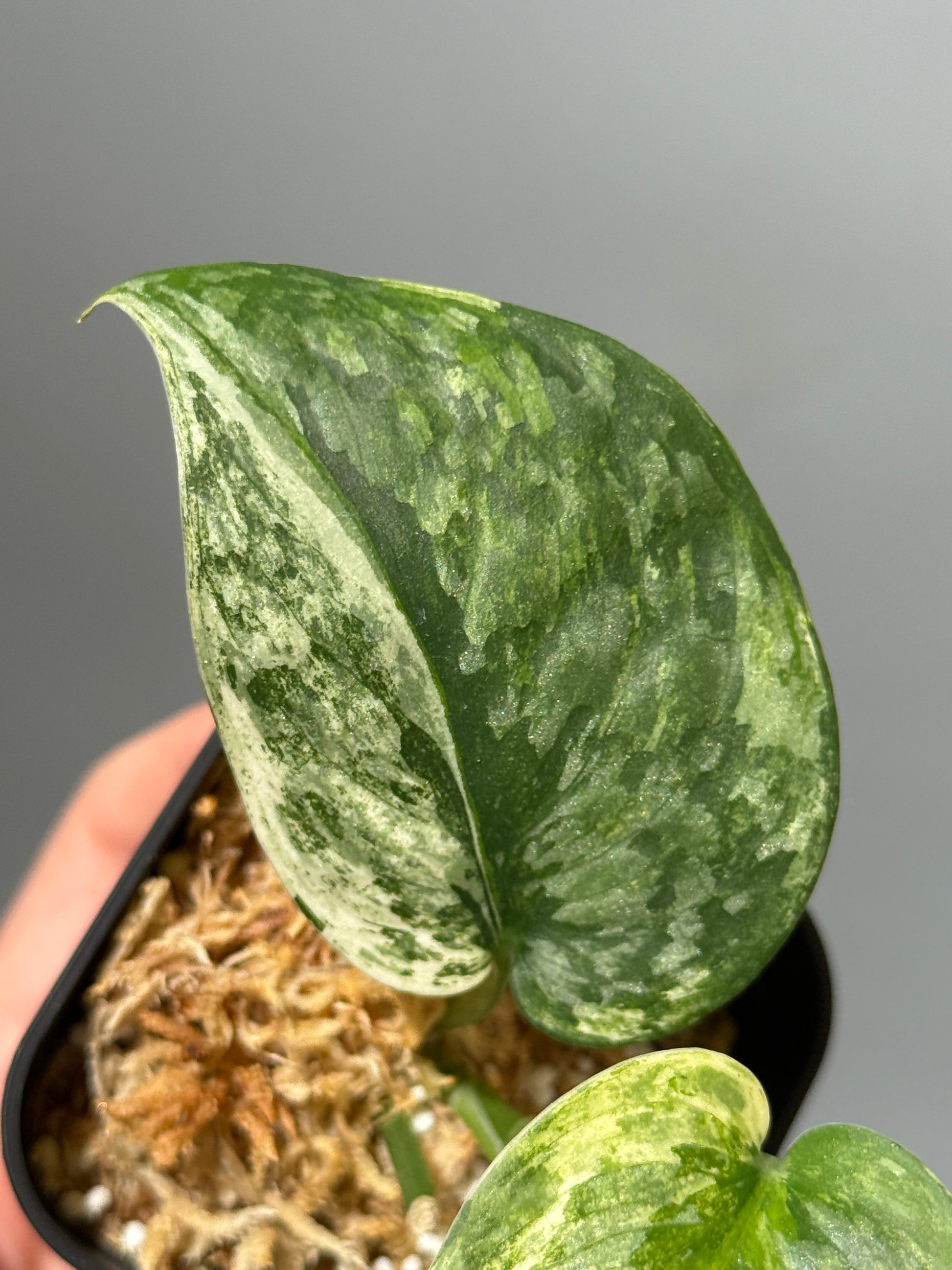 スキンダプサス エキゾチカ サラカ トリカラー  / Scindapsus Exotica salaka toricolor (1)