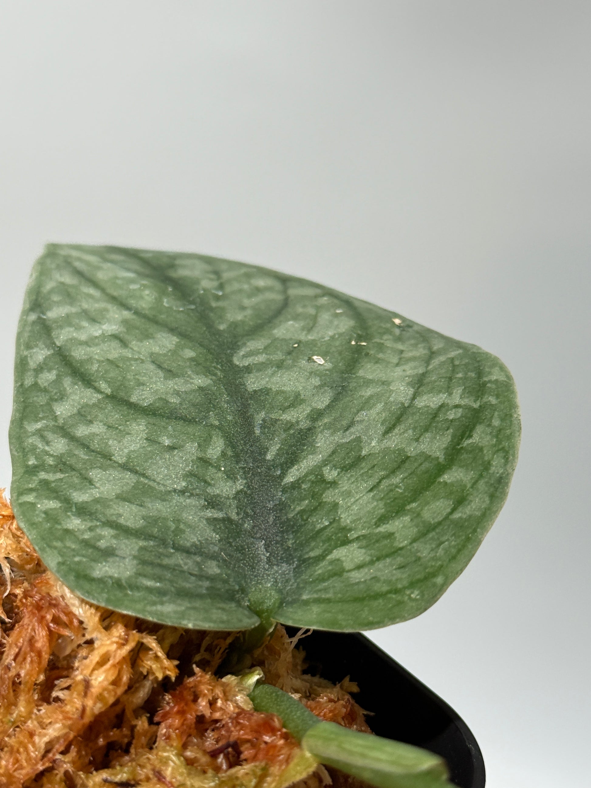 スキンダプサス グリーンベイン / Scindapsus Green vein (2)