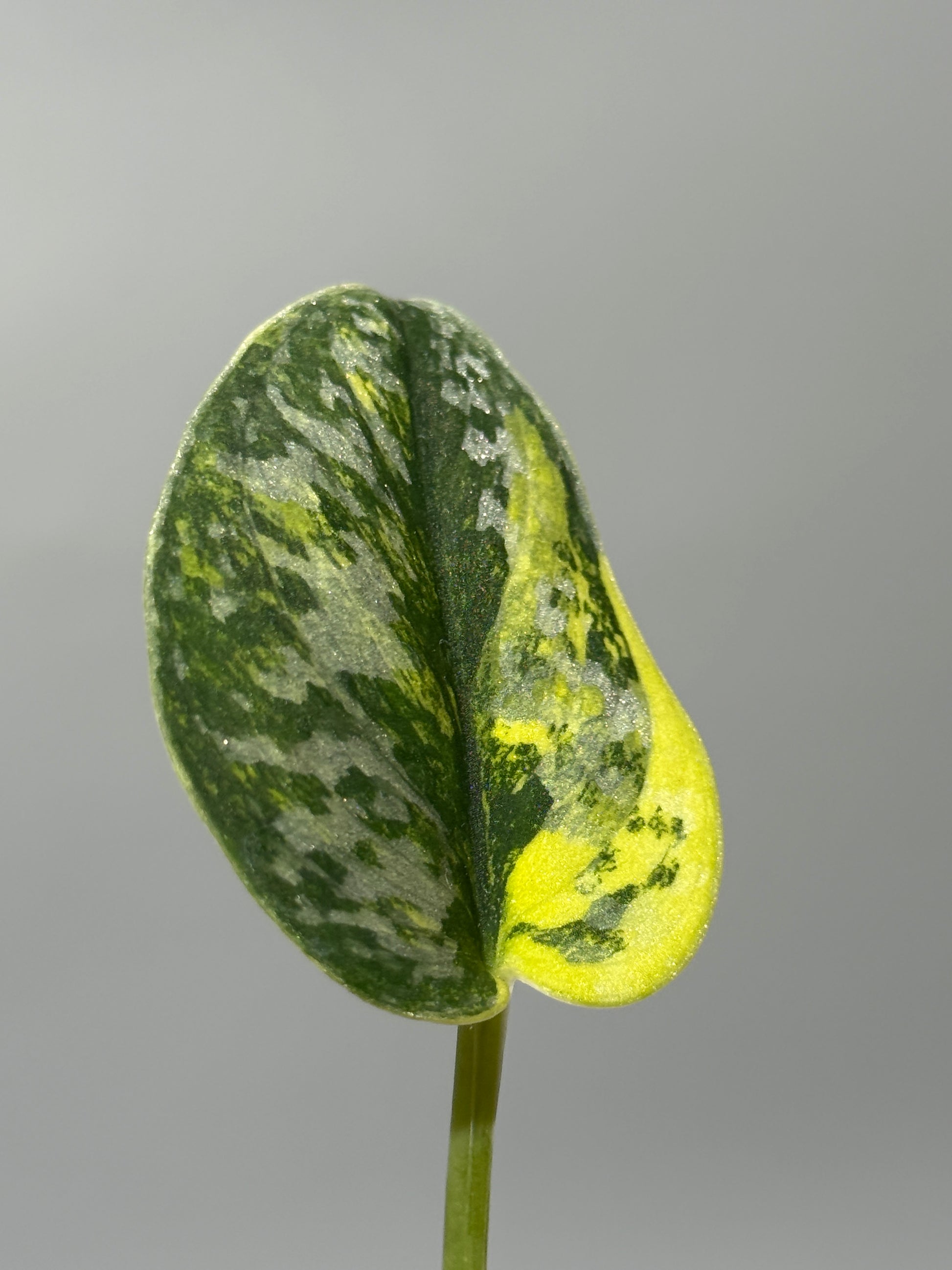 スキンダプサス グリーン ダイヤモンド / Scindapsus Green diamond (1)