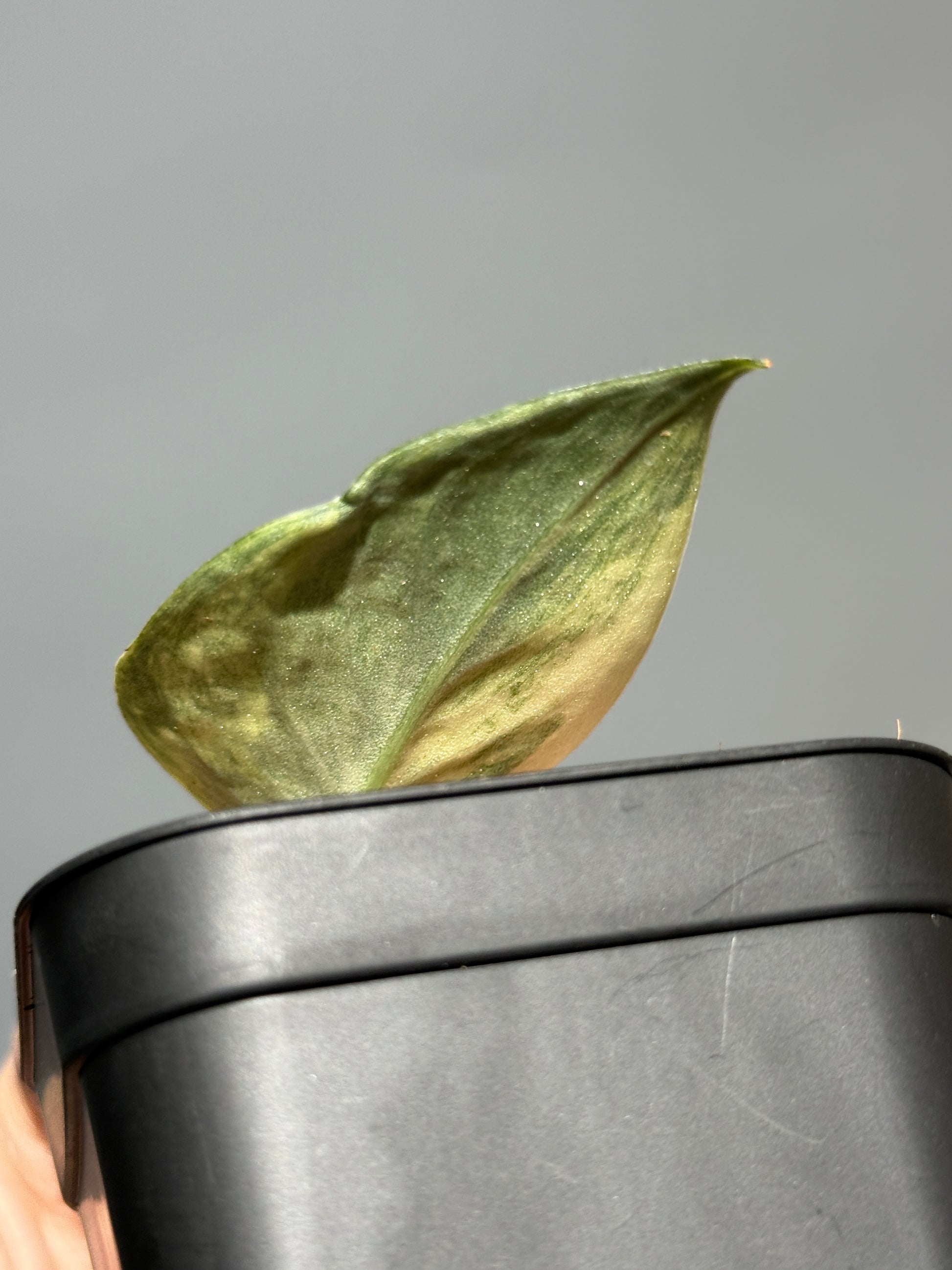 スキンダプサス ラジャタプラ  / Scindapsus Rajatapura (1)