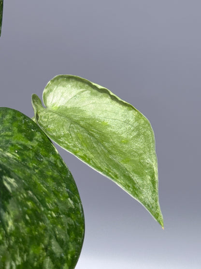 スキンダプサス レオパード / Scindapsus Leopard (2)