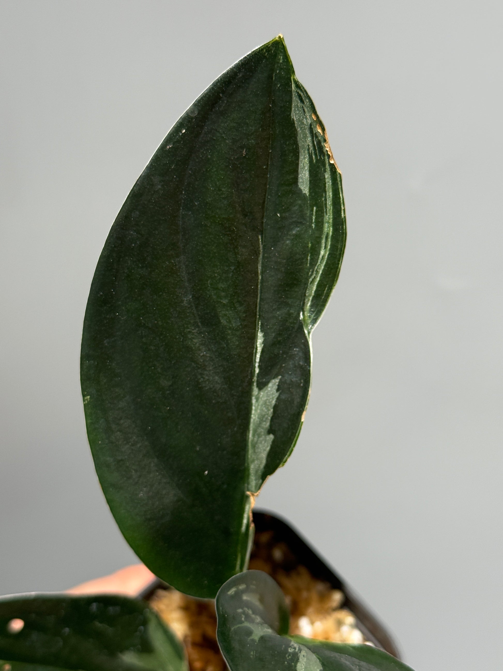 スキンダプサス トレビー ダークフォーム ミューテーション/Scindapsus Treubii darkform mutation (1)