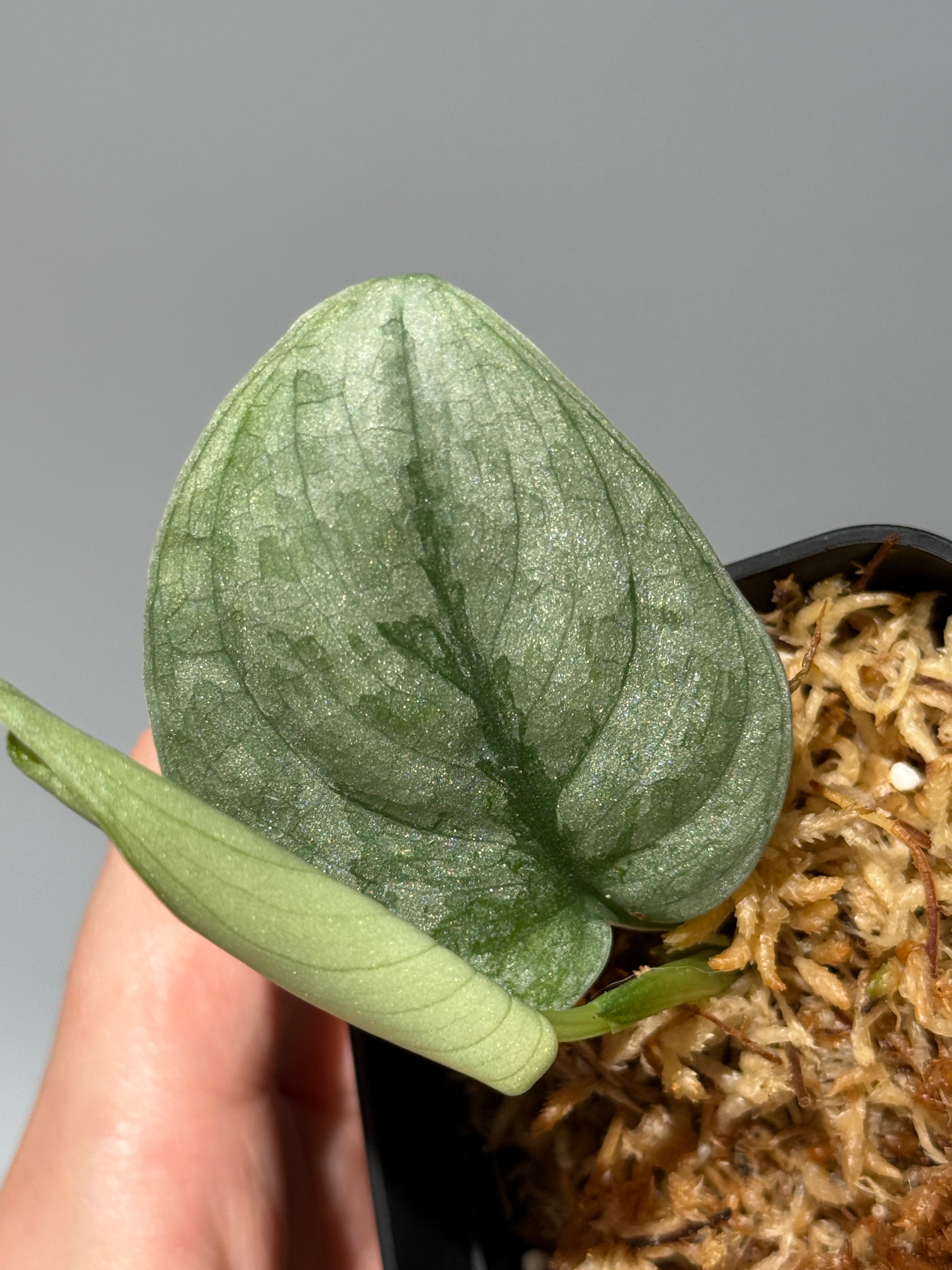 All Plants – Nakayama-Plants