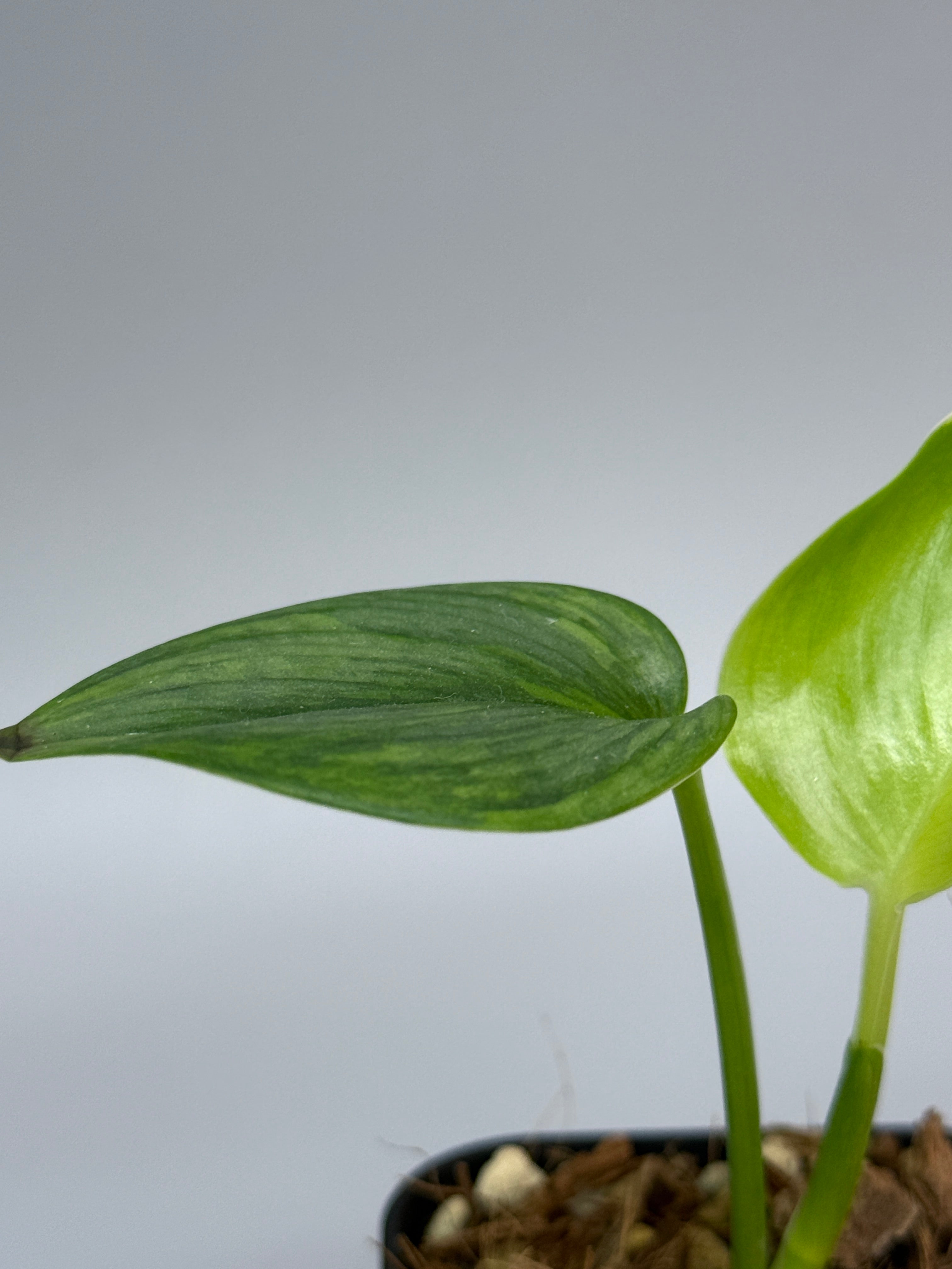 スキンダプサス ルビコン GOG / Scindapsus rubicon GOG (1