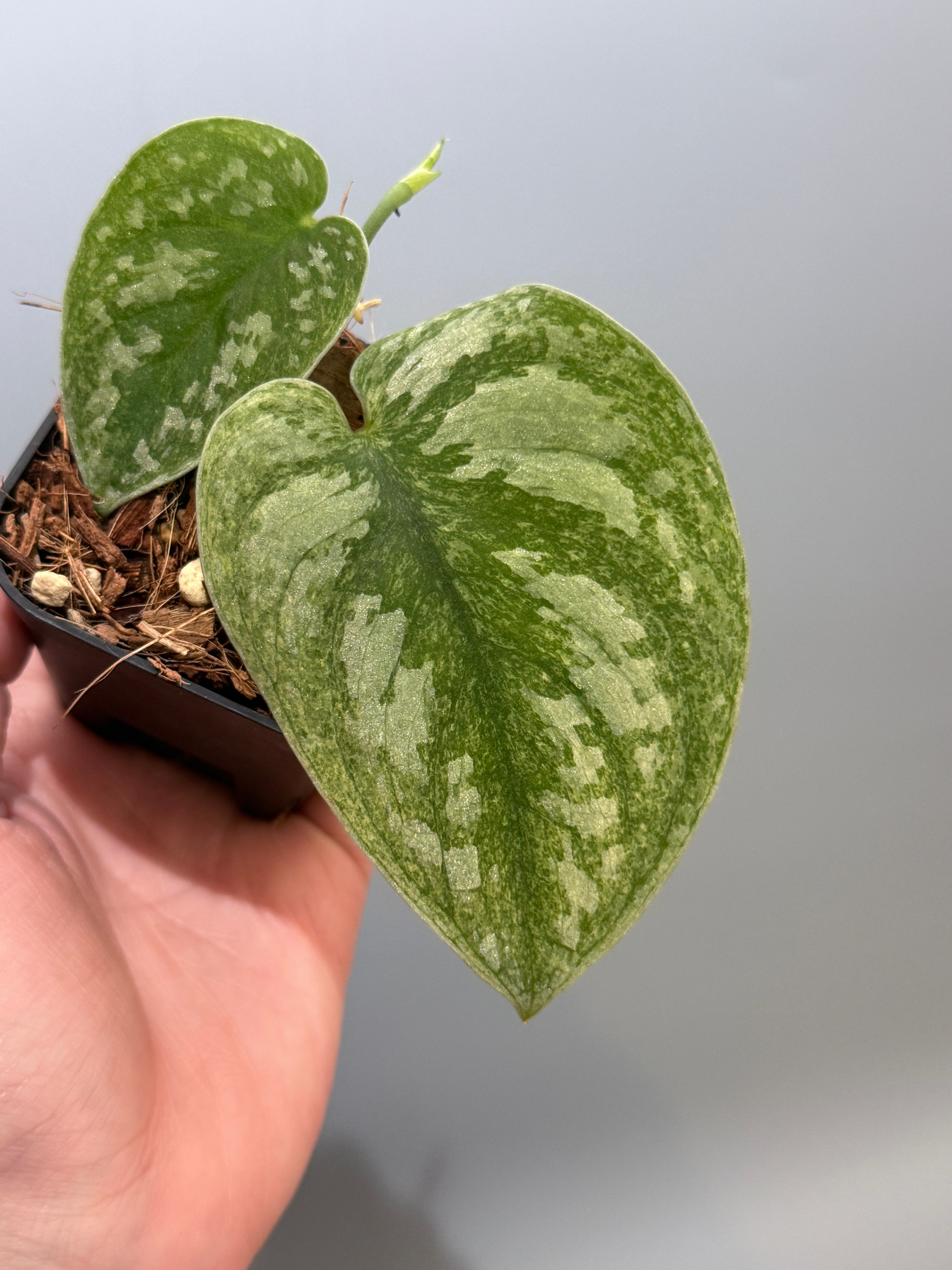 Nakayama Plants – Nakayama-Plants