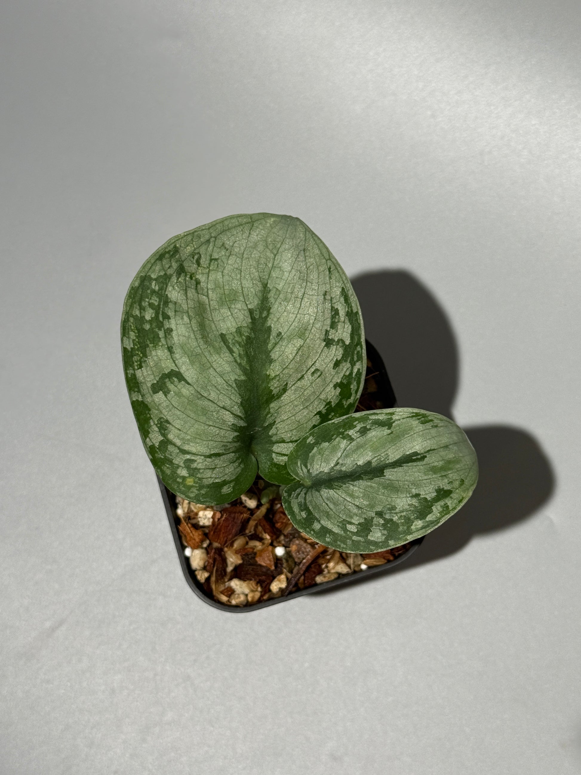 スキンダプサス ドラヤキ / Scindapsus Dorayaki (1)