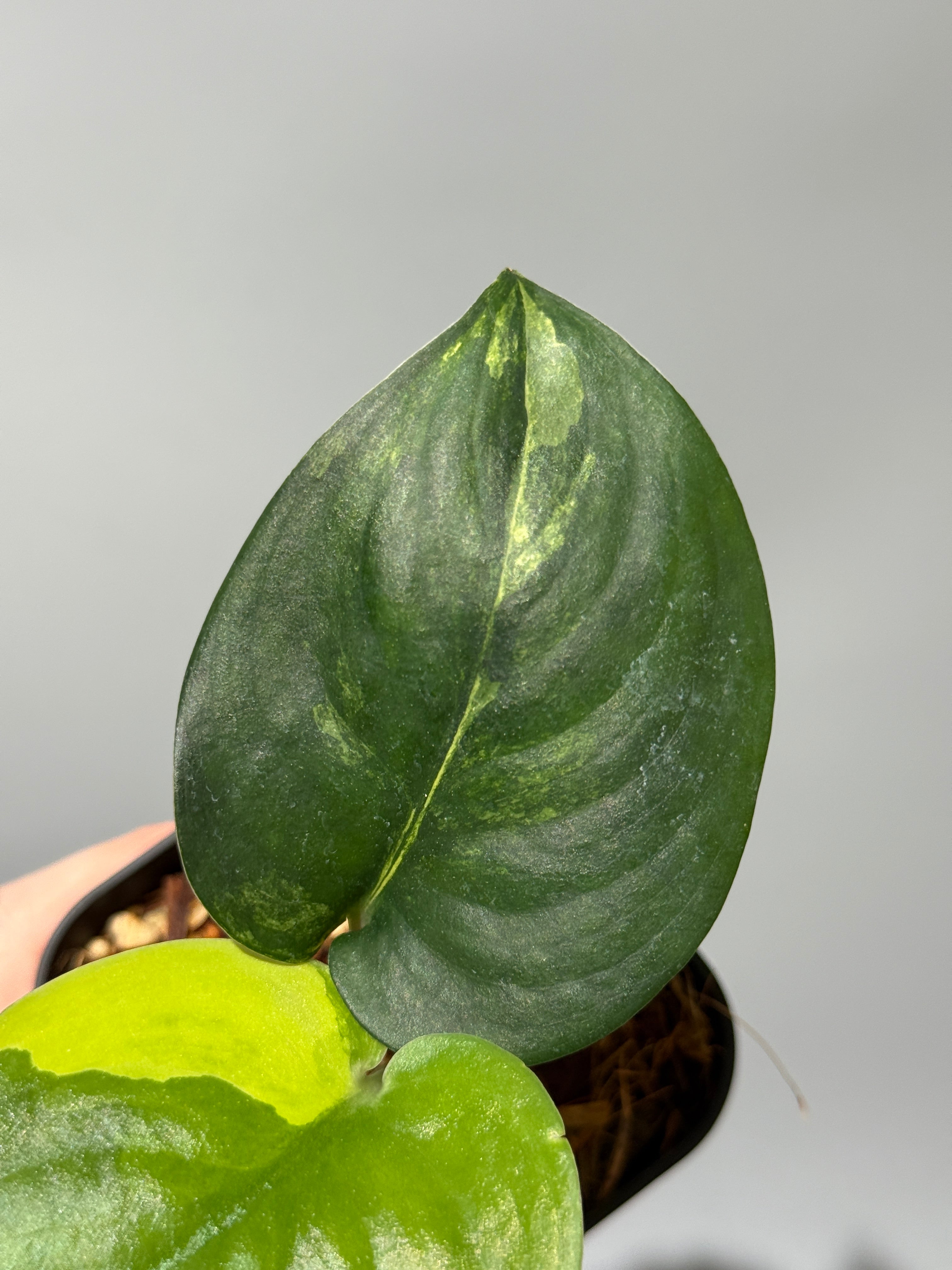 新着商品 – Nakayama-Plants