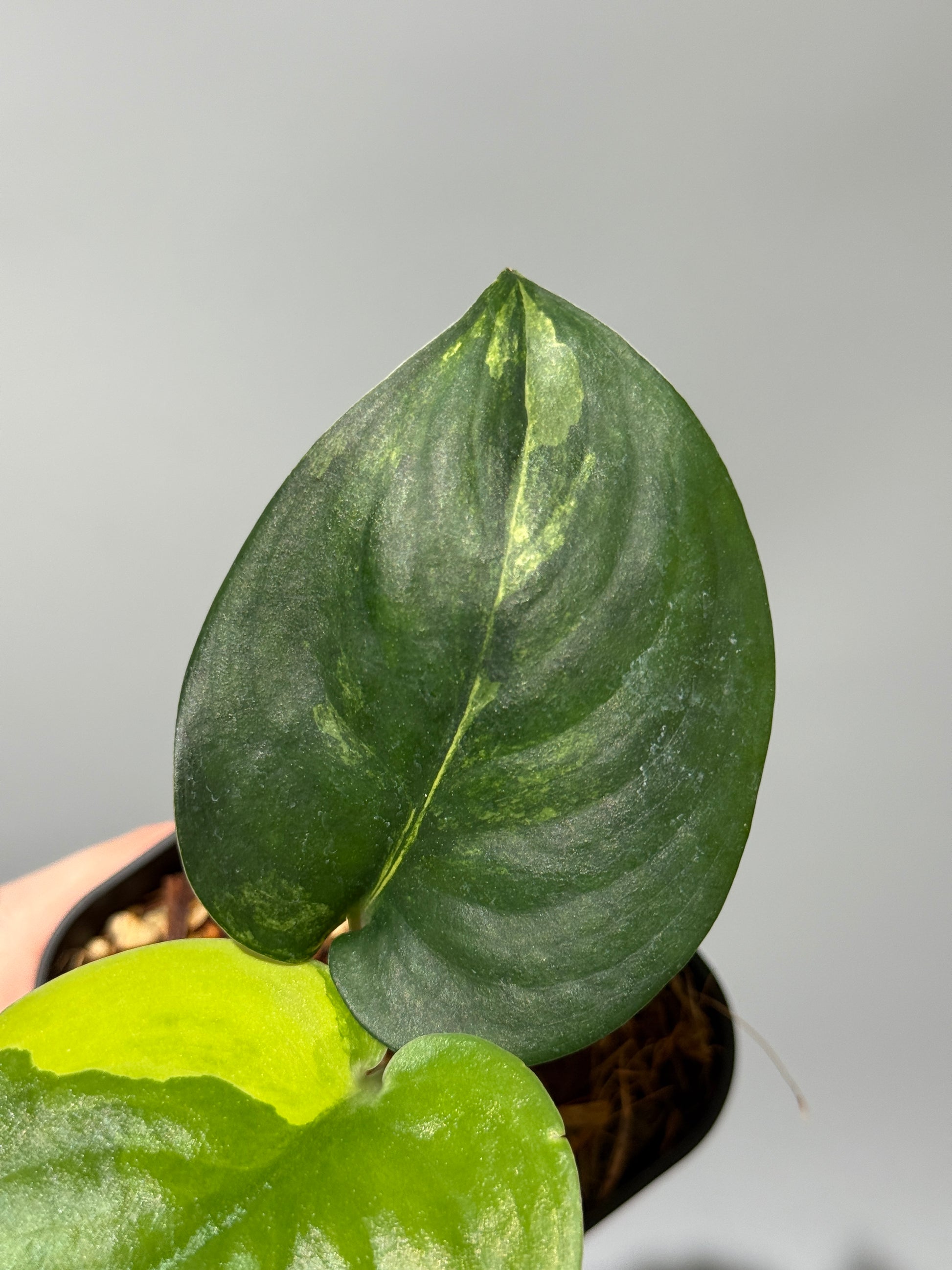 スキンダプサス ジェイドサテン オーレア  / Scindapsus jadesatin aurea (1)
