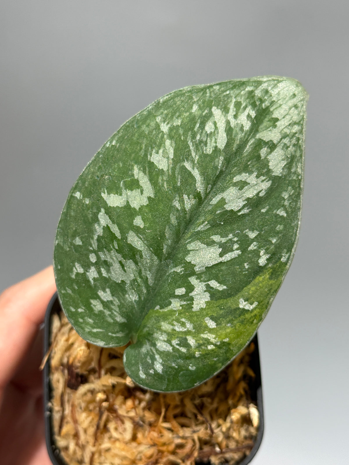 スキンダプサス アルギレウス マクマク / Scindapsus Argyraeus makumaku (1)